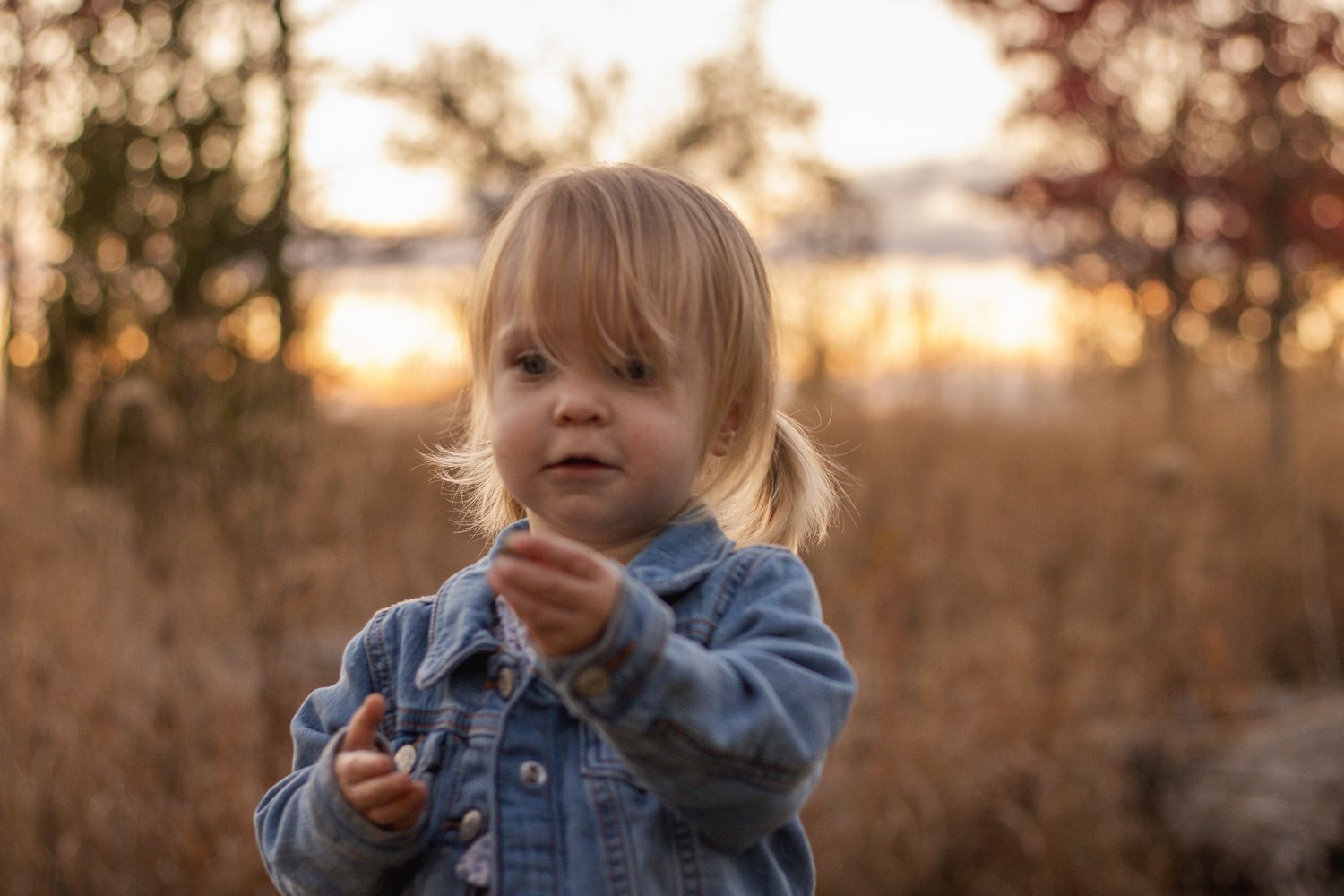 Small child wearing denim jacket explores outdoors at sunset in a field of tall grass.
