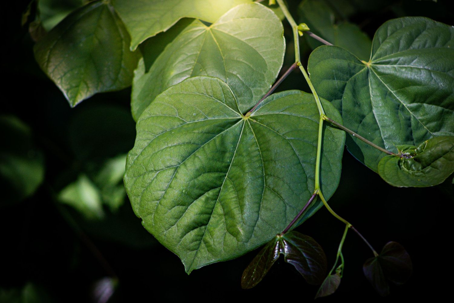 Large green heart-shaped leaves of a tropical plant illuminated against a dark background.