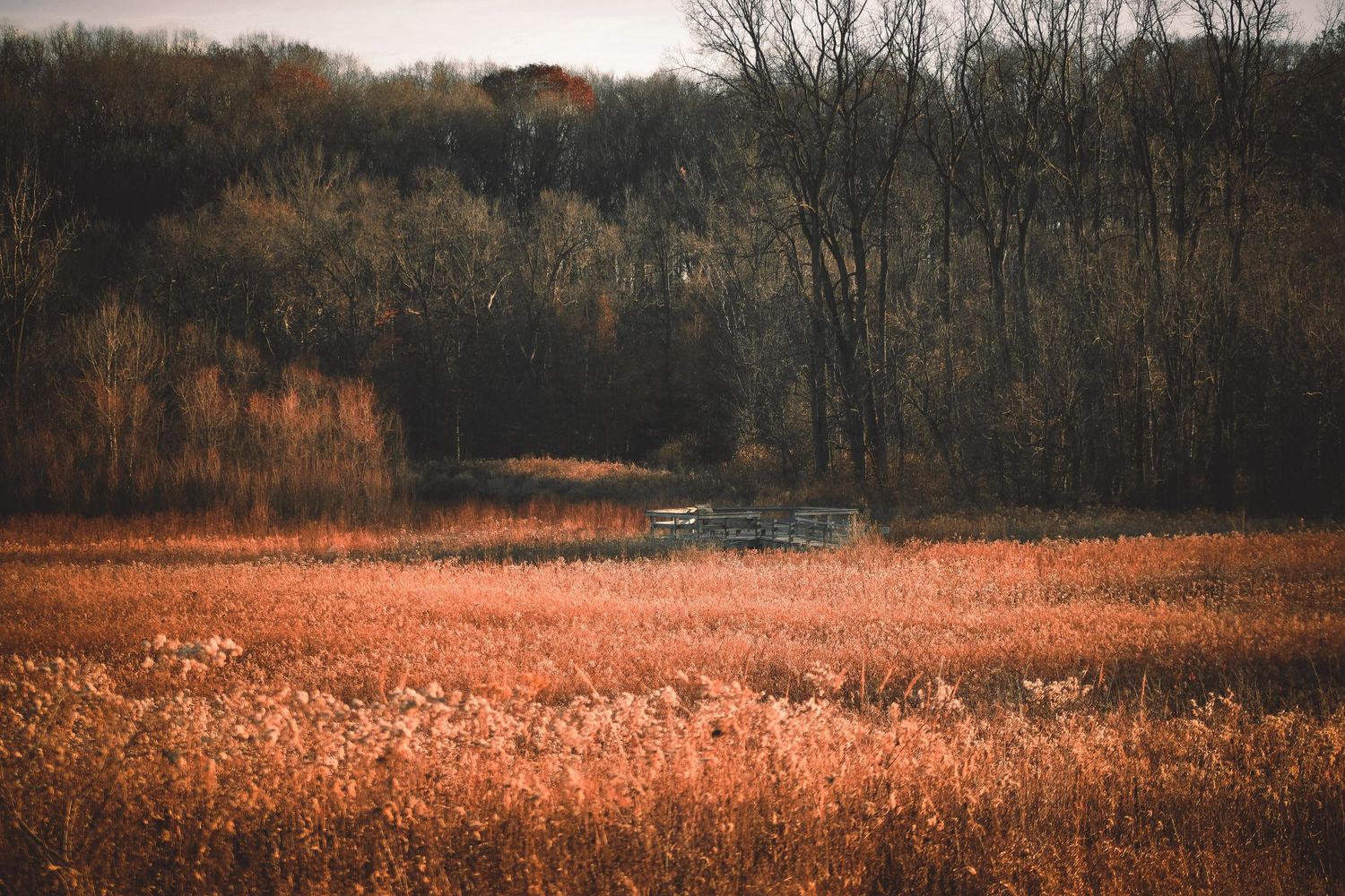 Panoramic autumn landscape with golden marsh grass and bare trees silhouetted against a moody overcast sky.