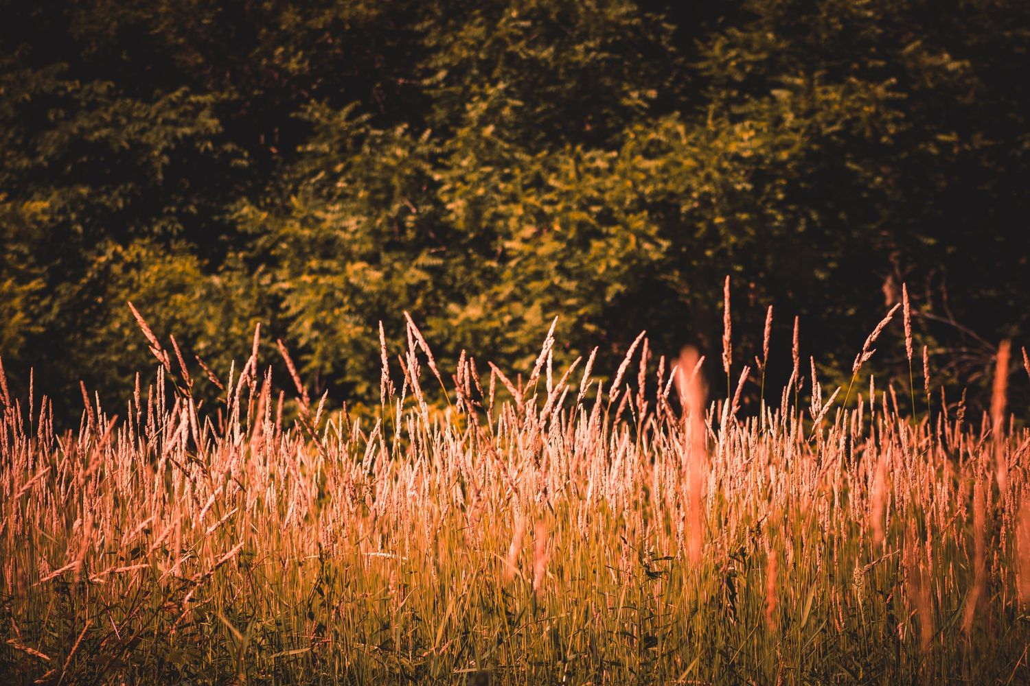 Golden sunlight illuminates tall ornamental grasses in a garden landscape at sunset creating a warm autumn atmosphere.