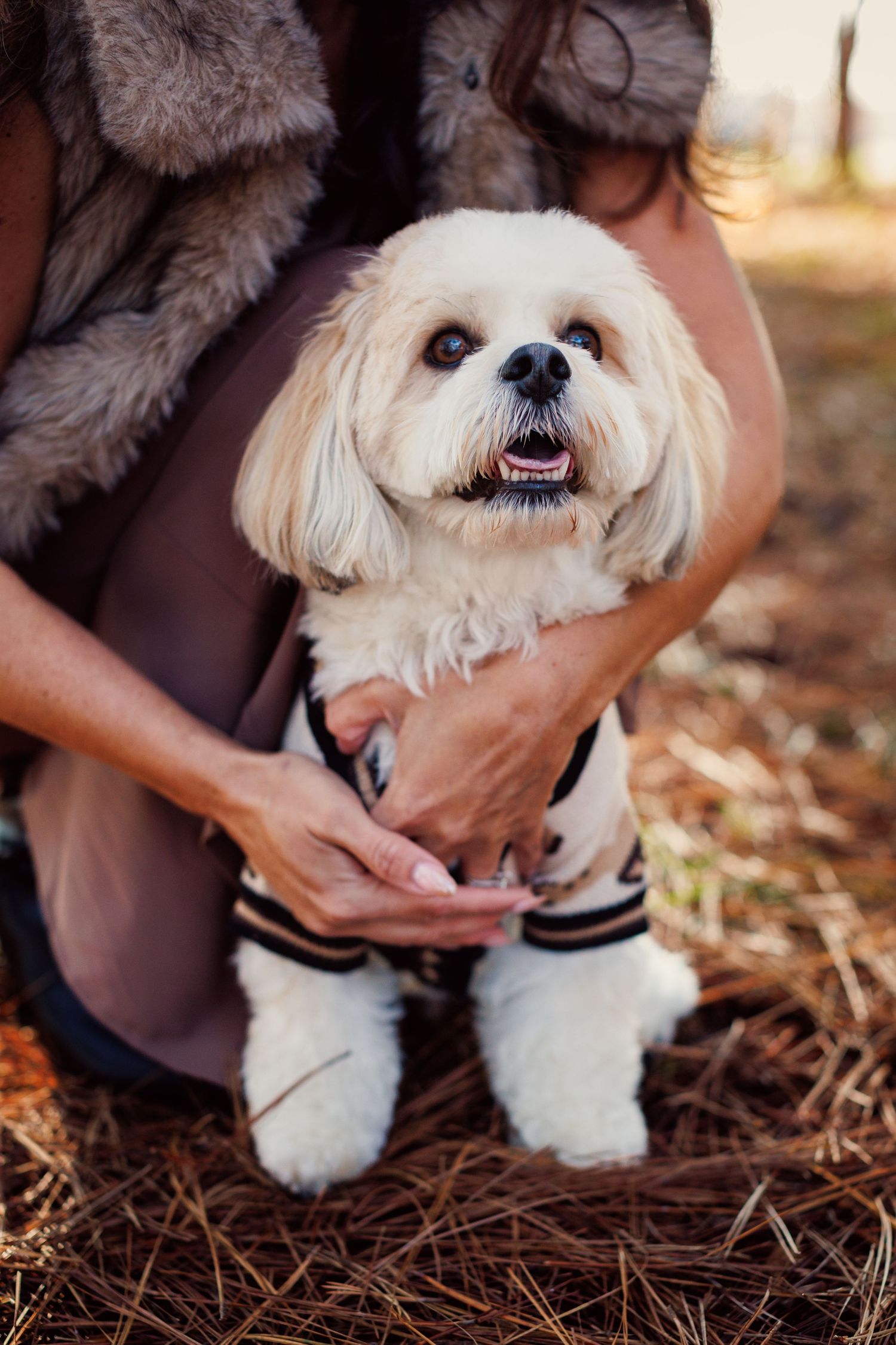 A small white Shih Tzu dog being held and photographed in a series of close-up shots against a backdrop of autumn leaves.