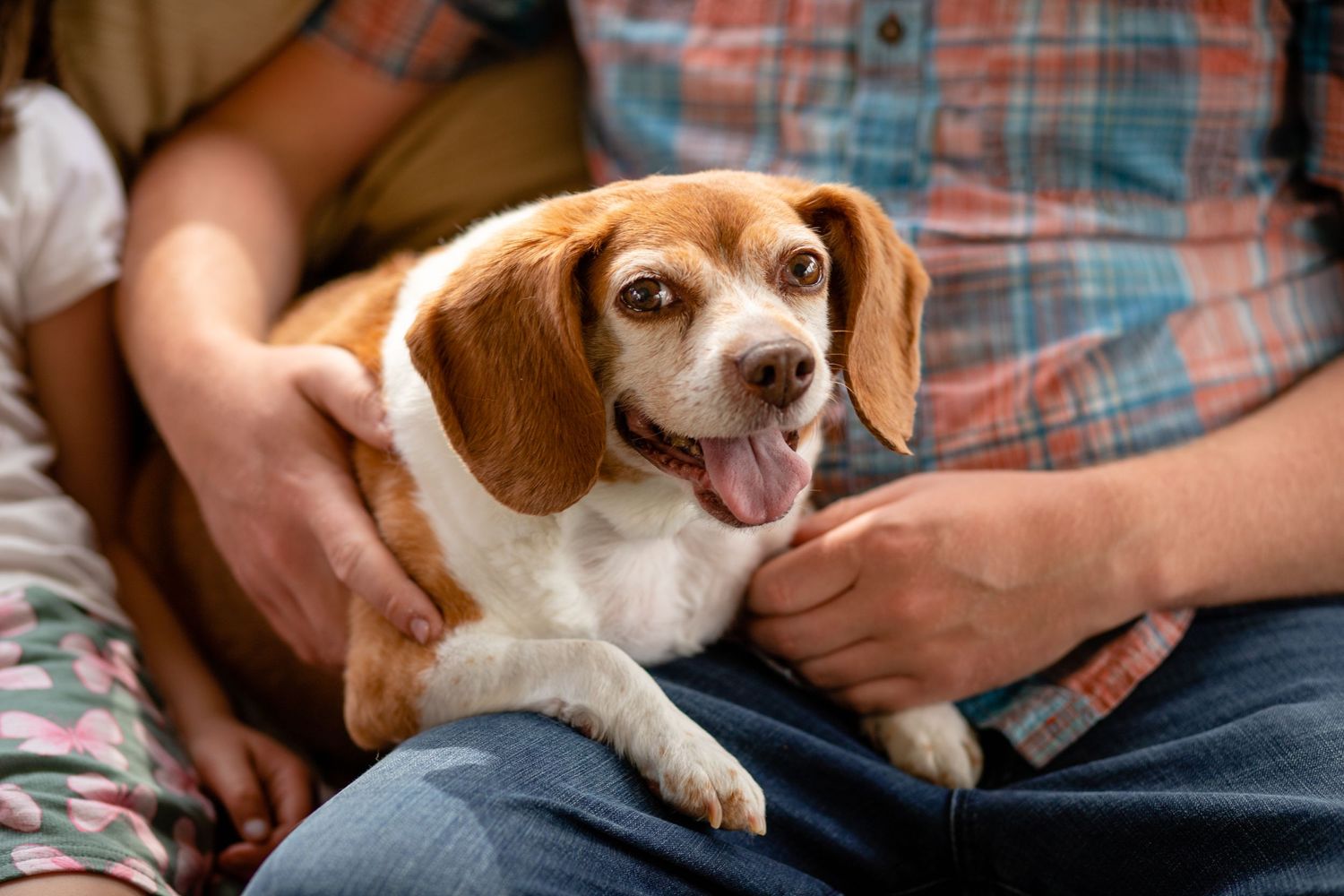 Happy beagle dog with brown and white fur sits on someone's lap.