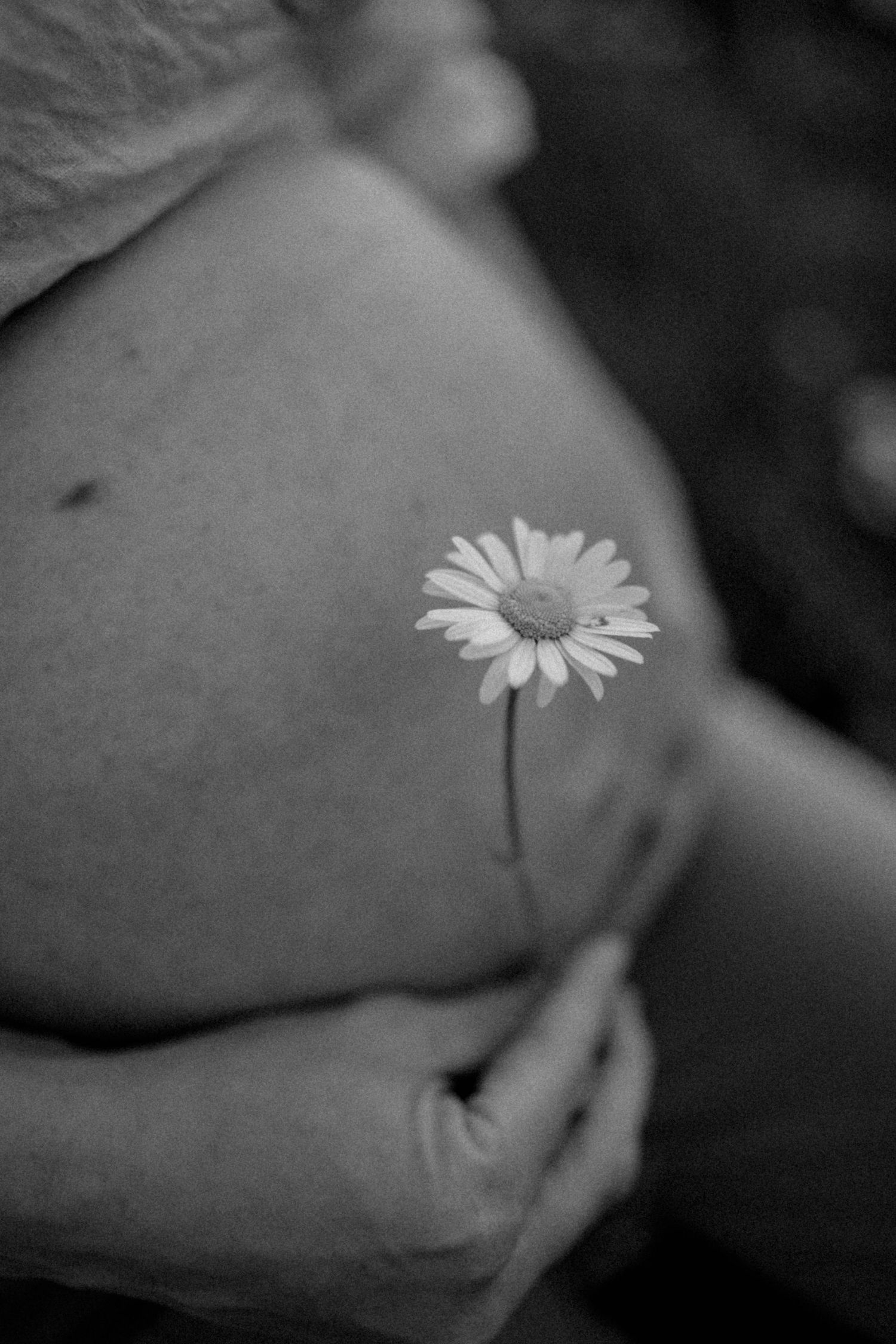 A single daisy flower held against a pregnant belly in black and white.