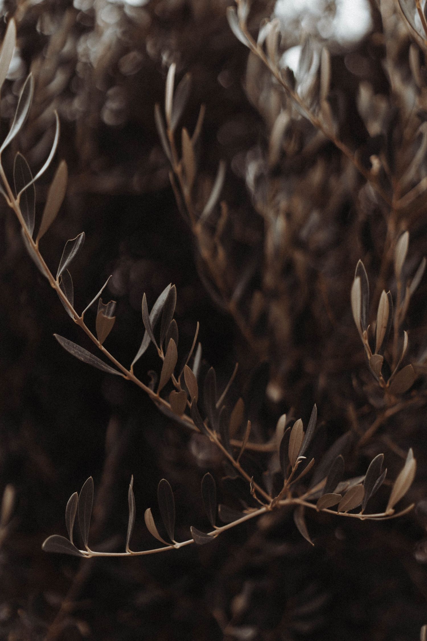 Delicate brown dried plant branches with elongated leaves create an abstract natural pattern against a dark background.