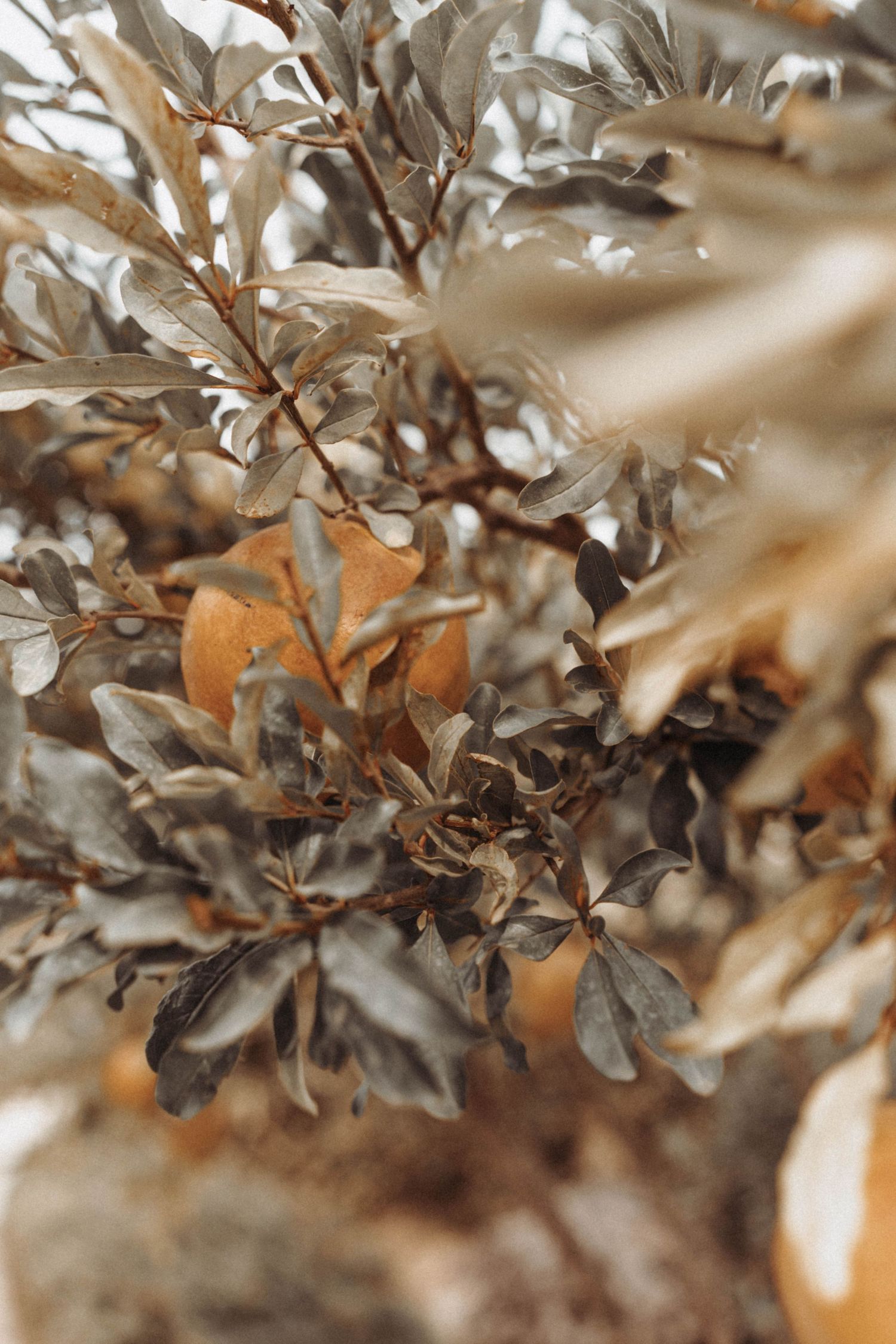 Close-up view of dried brown and gold autumn leaves creating a soft, ethereal nature texture in muted tones.