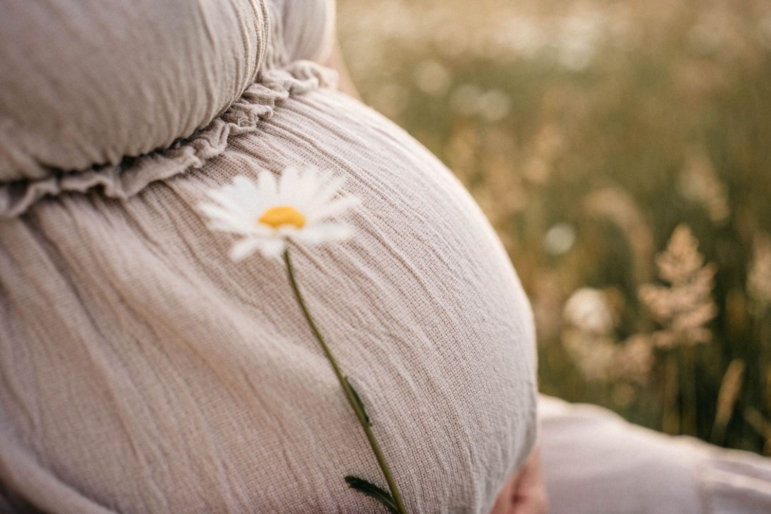 A delicate white daisy flower rests against a pregnant woman's belly in a sunlit field.