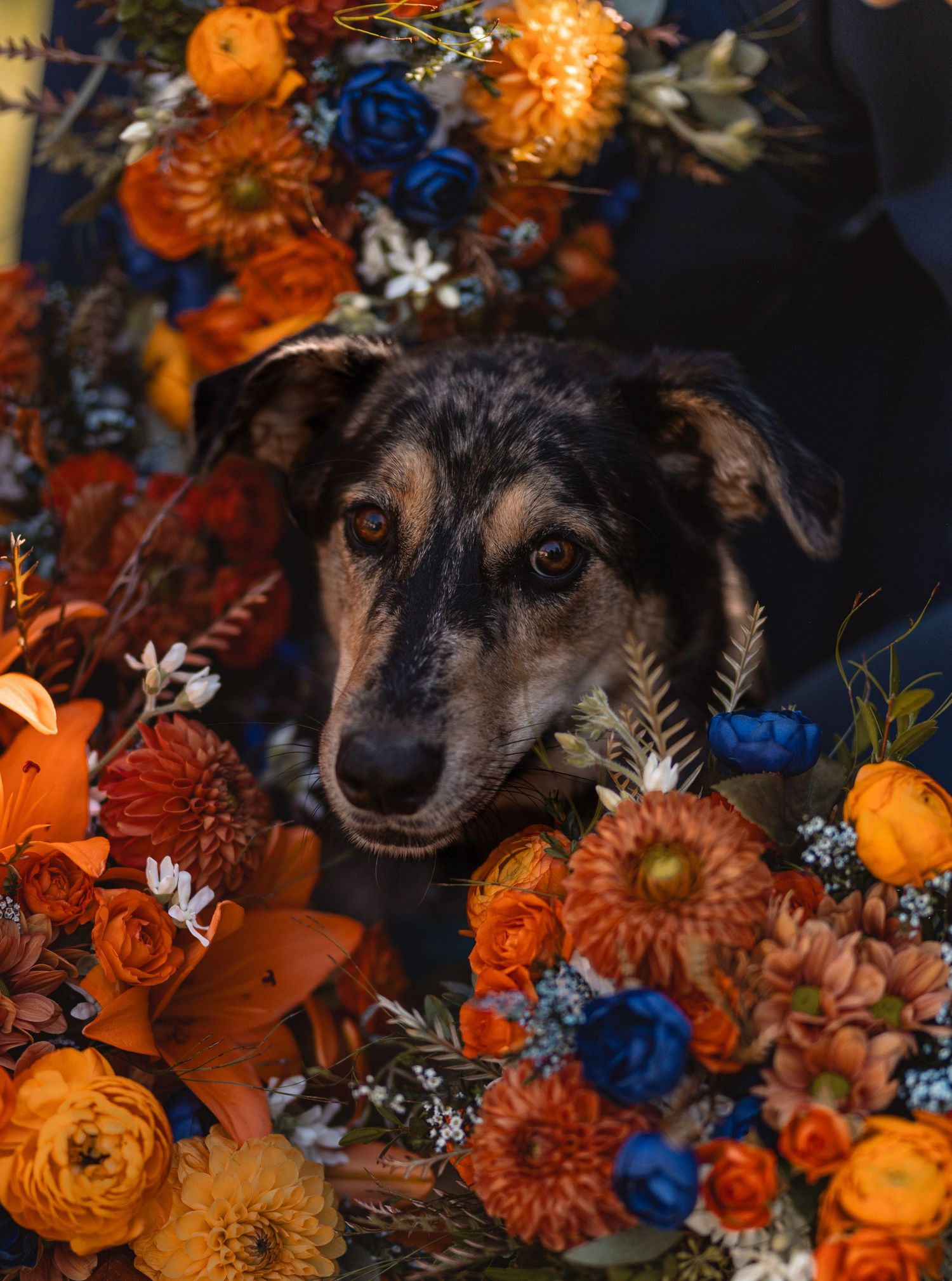 A dog surrounded by vibrant orange and blue floral arrangements, gazing at the camera.