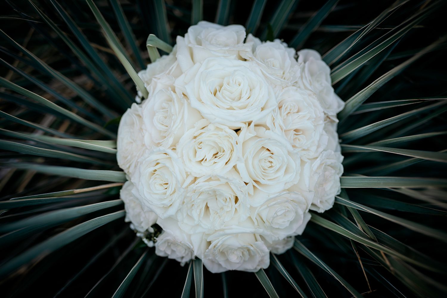 A cluster of white roses surrounded by dark green palm fronds creates an elegant tropical contrast.