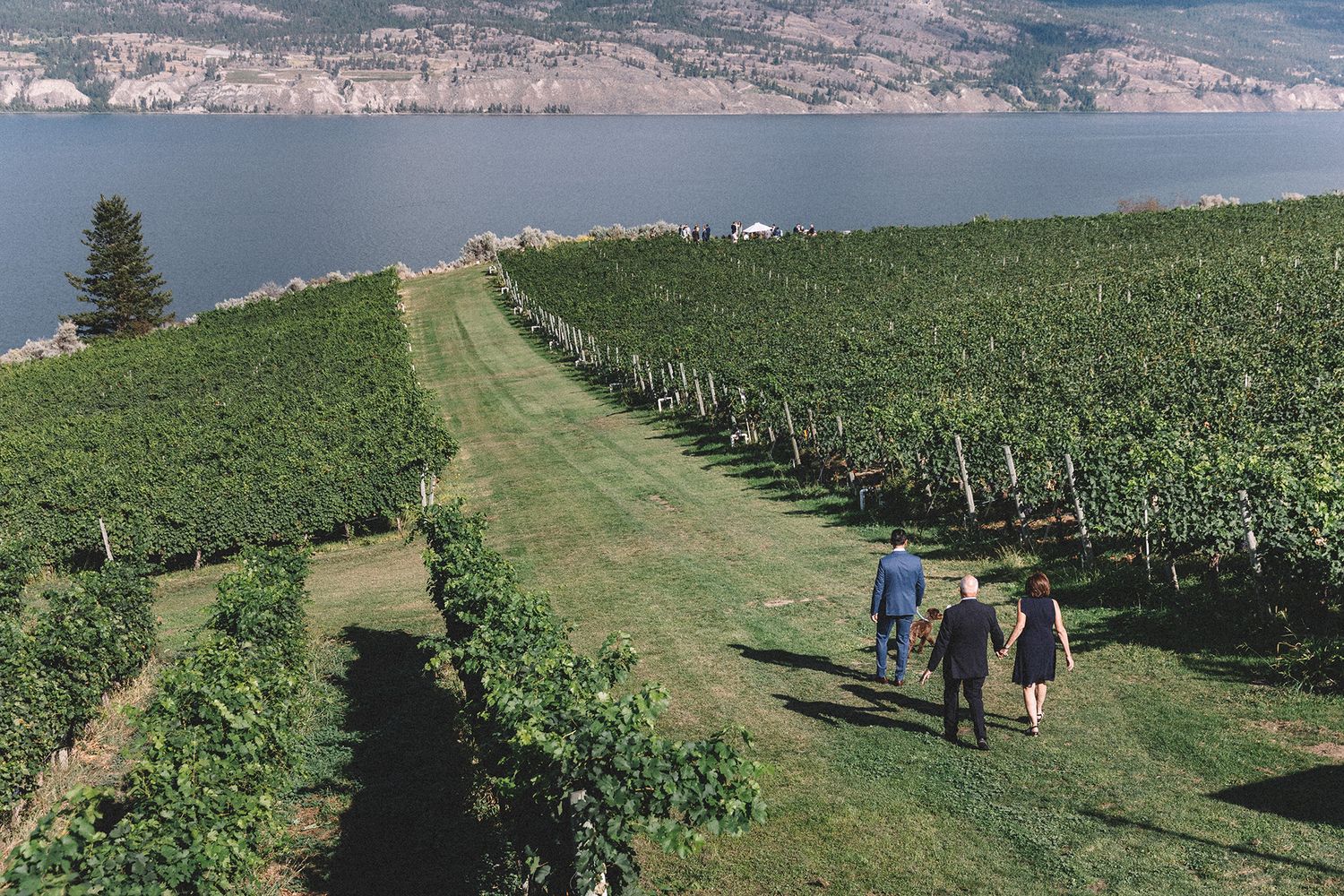 Scenic vineyard rows stretch along rolling hills overlooking a tranquil lake on a sunny day.