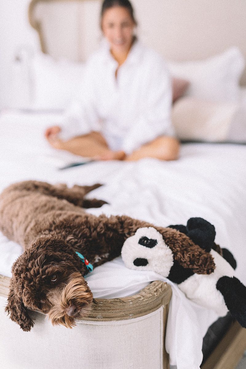 A brown dog lies peacefully, clutching a stuffed toy on a bed. A woman watches on in the background.