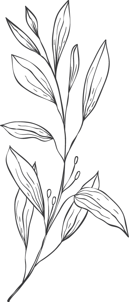 Hand-drawn botanical illustration of an elegant plant branch with detailed leaves and delicate stamens in black outline style.