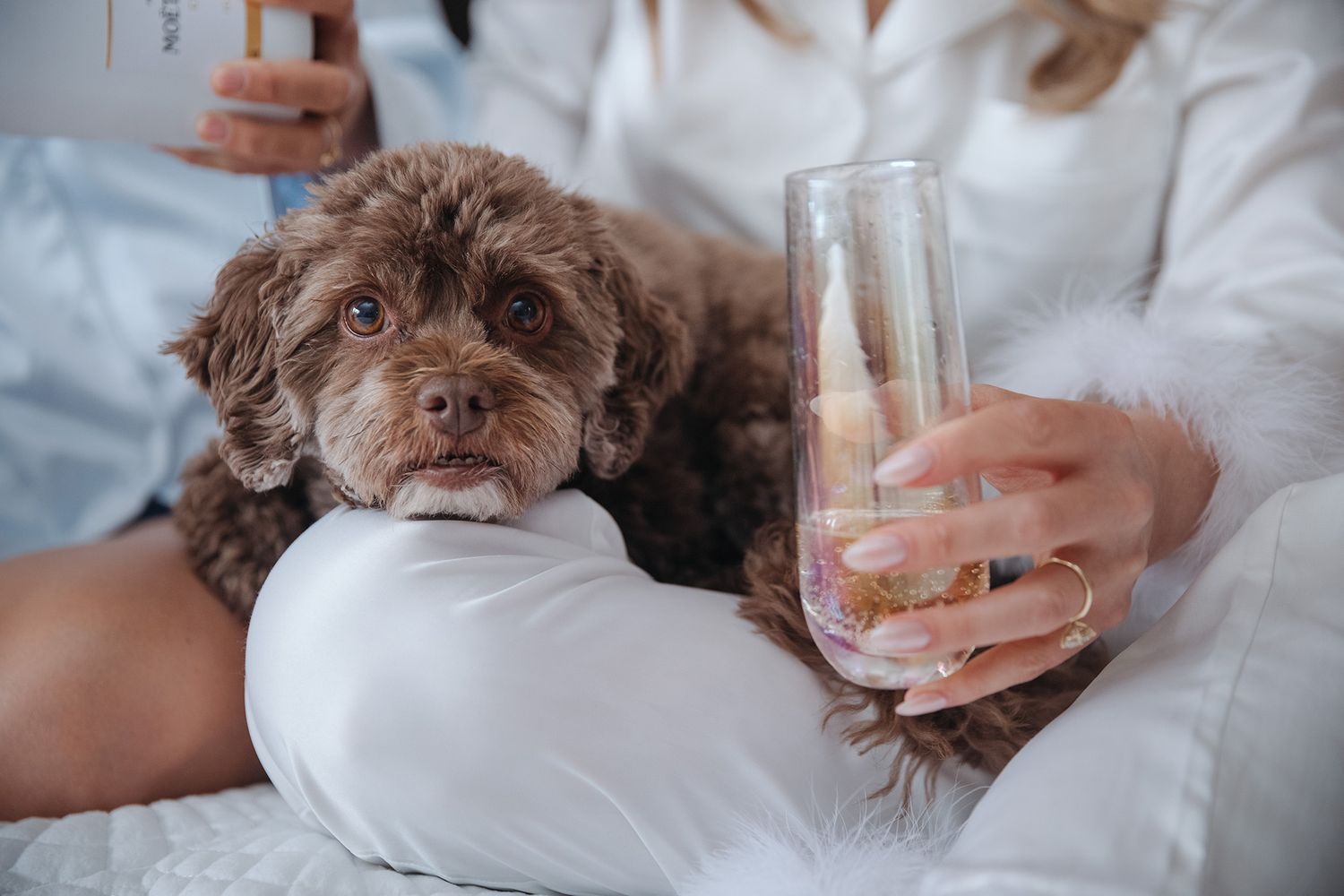Small brown dog resting on white bedding while someone holds a glass of wine in the background.
