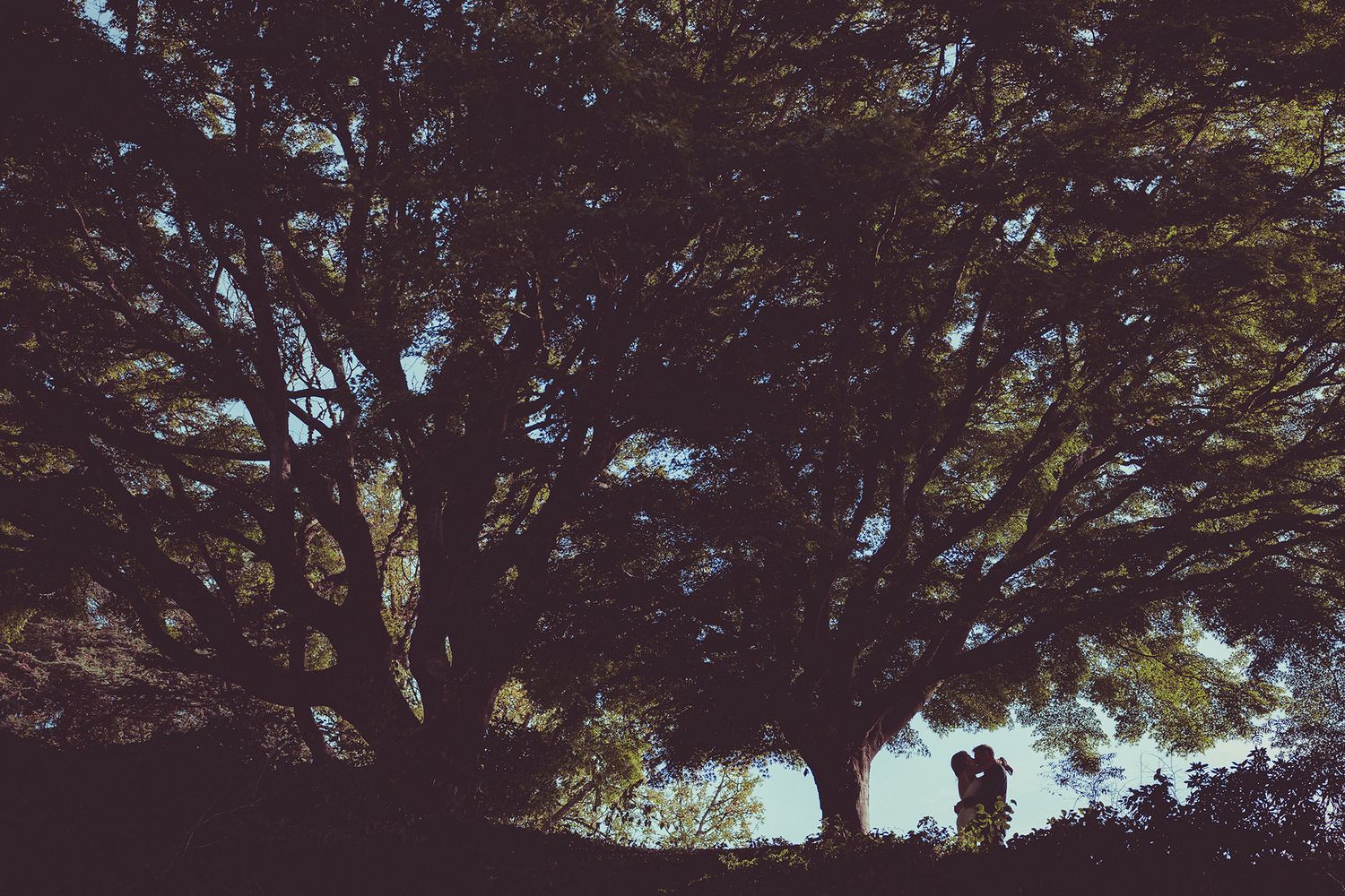 A bride and groom share a kiss beneath a large leafy tree.