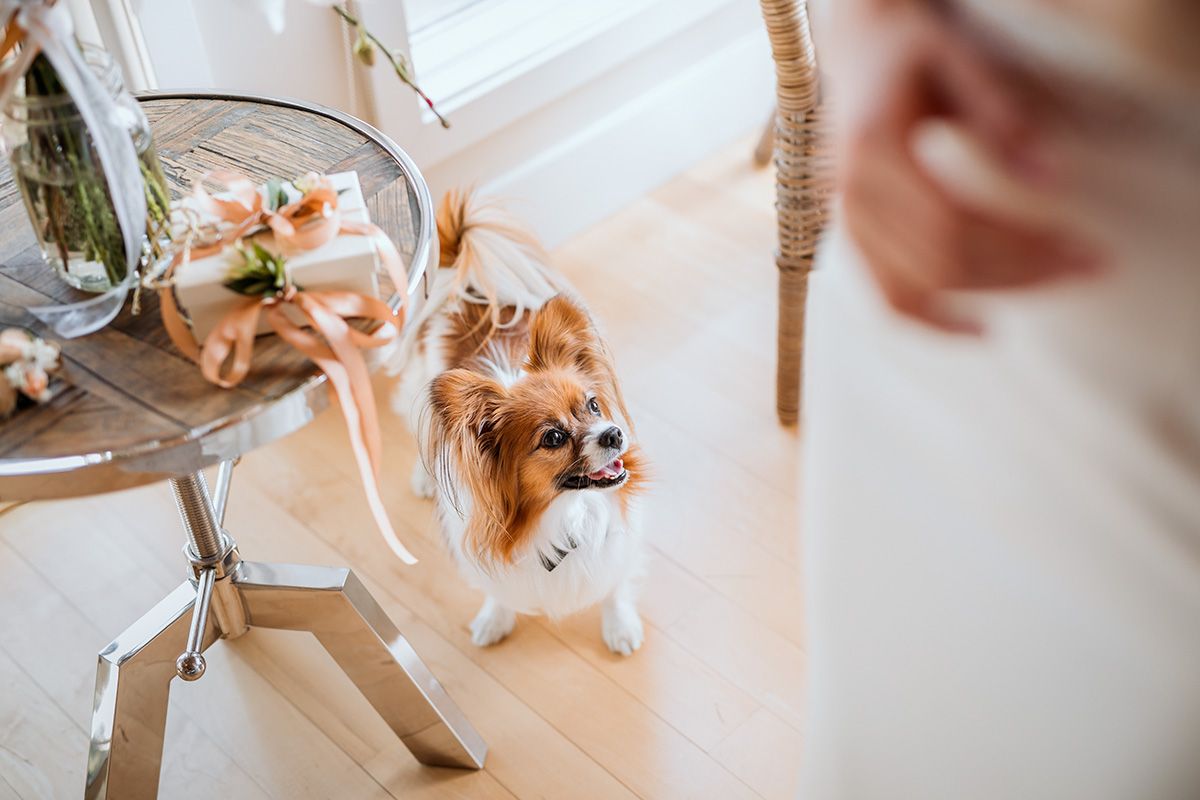 A cute little dog and delicate floral wedding centerpiece with white and pink blooms arranged in a glass vase on an elegant table setting.