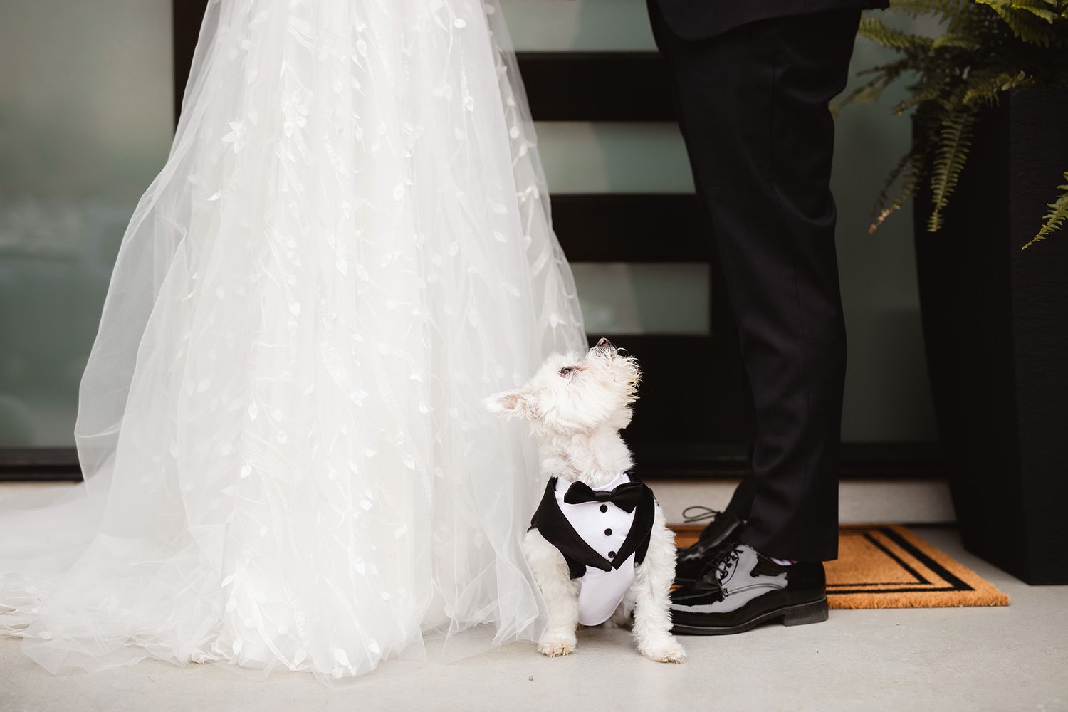 Close-up view of a bride and groom's feet. Their tiny white dog, dressed in a black vest and bow-tie, sits between them.
