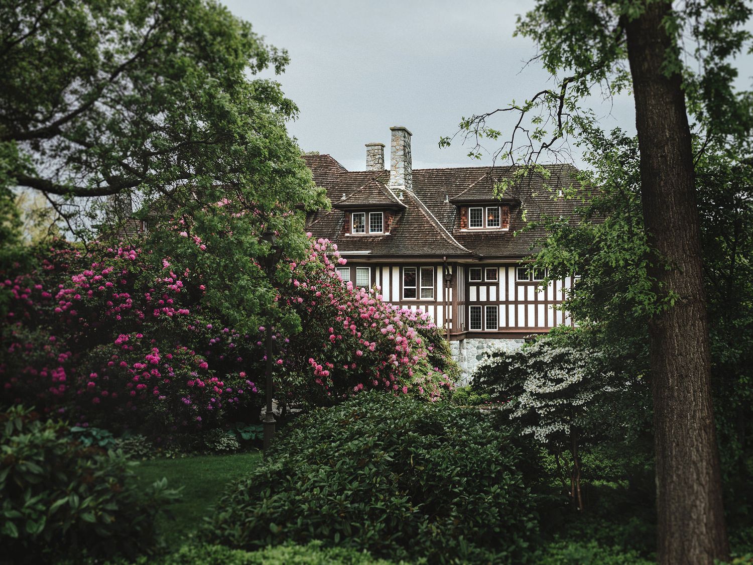 A panoramic view of Tudor-style houses nestled among lush trees and blooming rhododendrons in a residential garden setting.