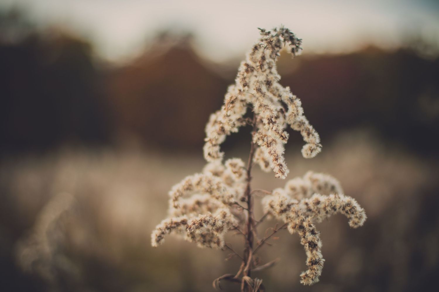 Close-up of dried wildflower stems against blurred natural background.