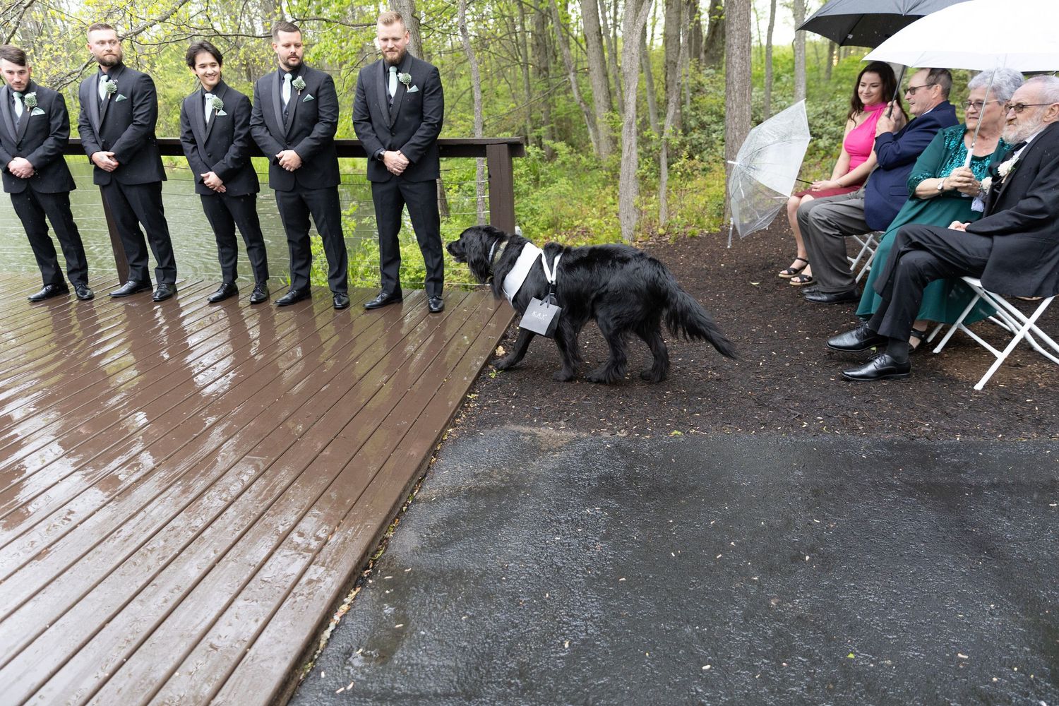 Black Labrador dog in bow tie walks at outdoor rainy wedding ceremony with groomsmen and seated guests.