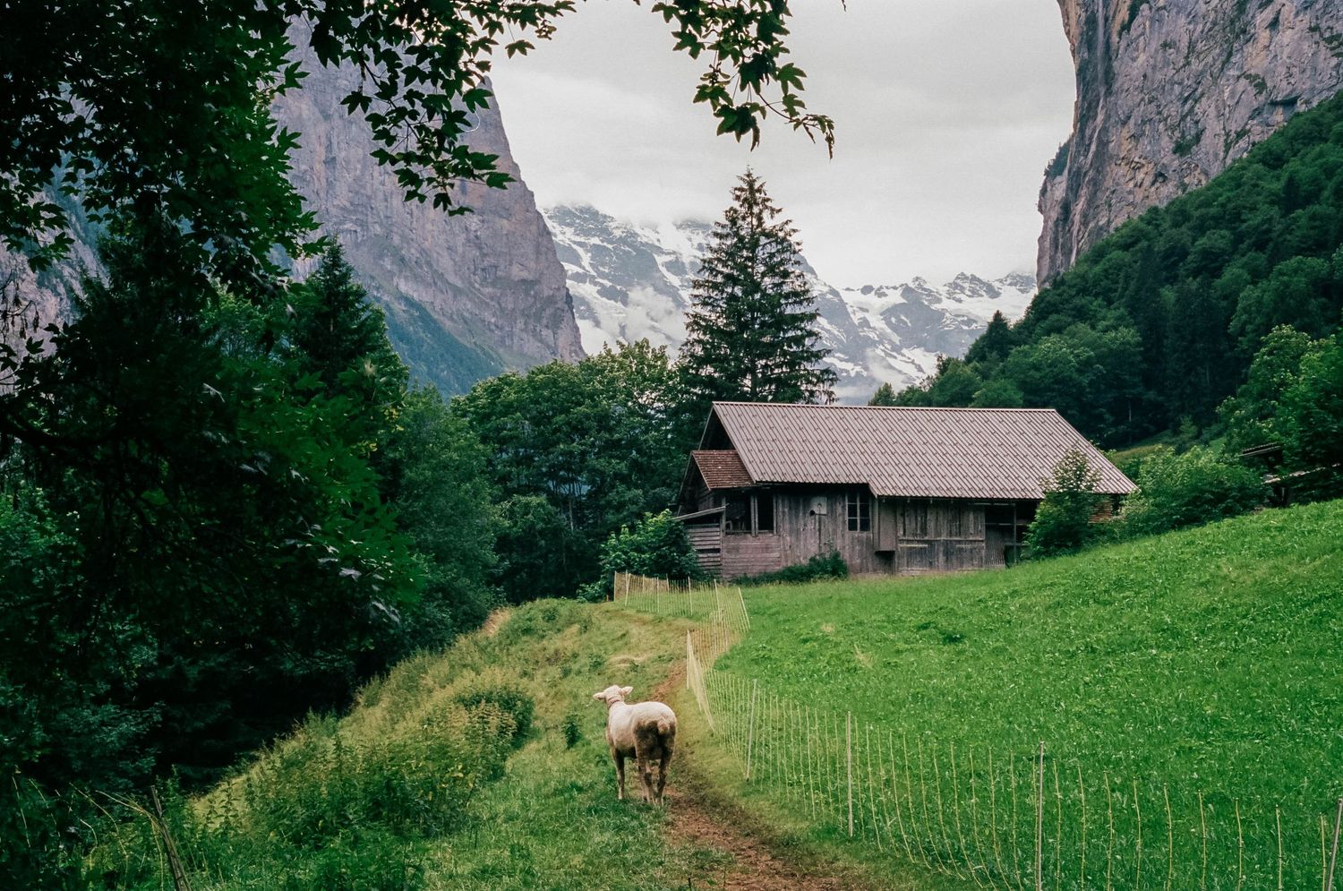 35 mm film portra 400, swiss apls in summer with a goat walking