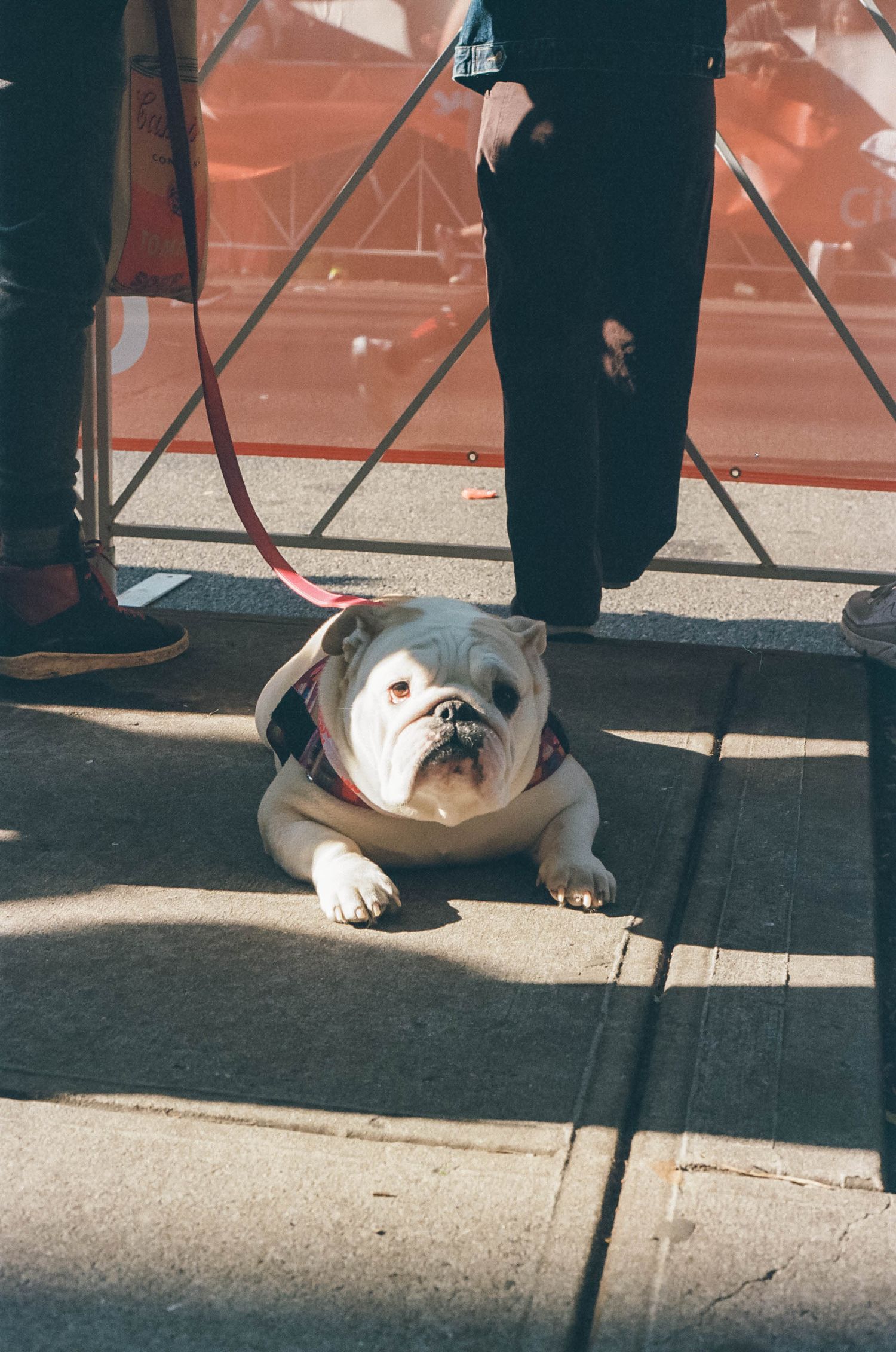 film 35mm dog in the light