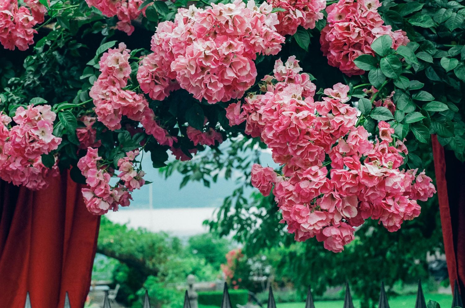 35mm film of natural flowers, true to tone color. wedding photography