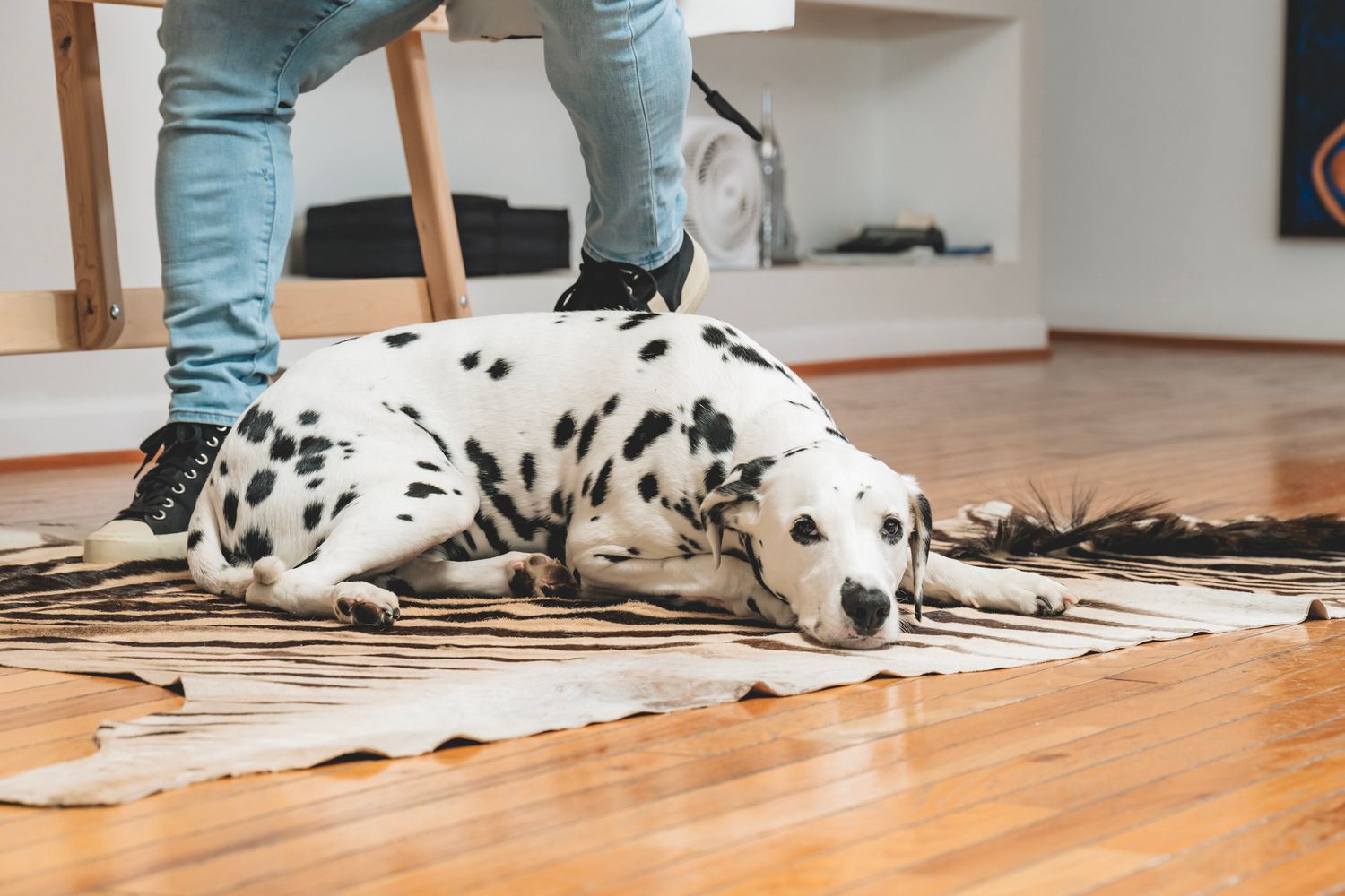 Dalmatian dog resting on cowhide rug near persons feet on hardwood floor.