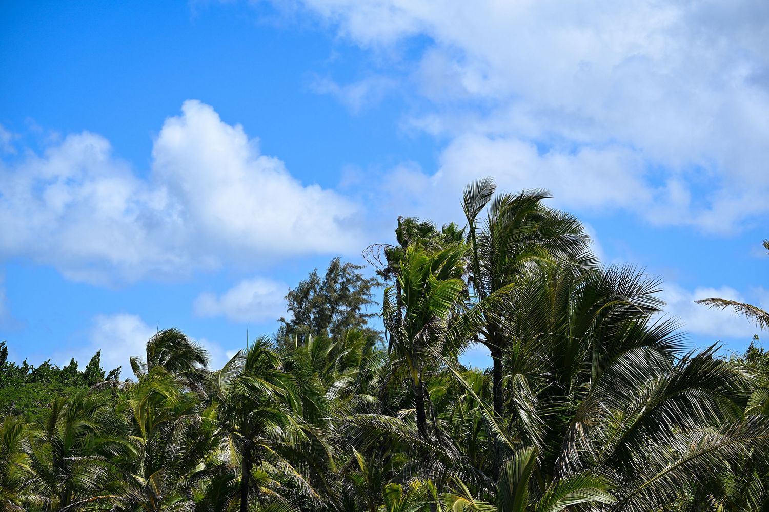 Tropical palm trees wave in the breeze against a vivid blue sky with white clouds.