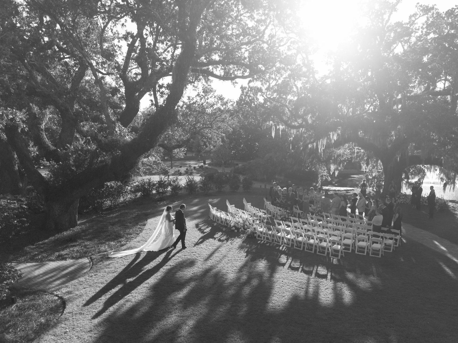 Black and white aerial view of a bride and groom walking beneath sunlit oak trees toward rows of ceremony chairs at an outdoor wedding.