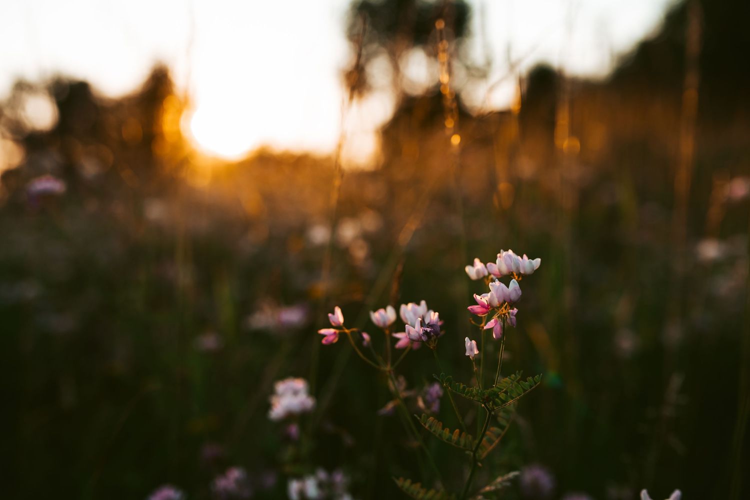 Nicole mc photography sunset