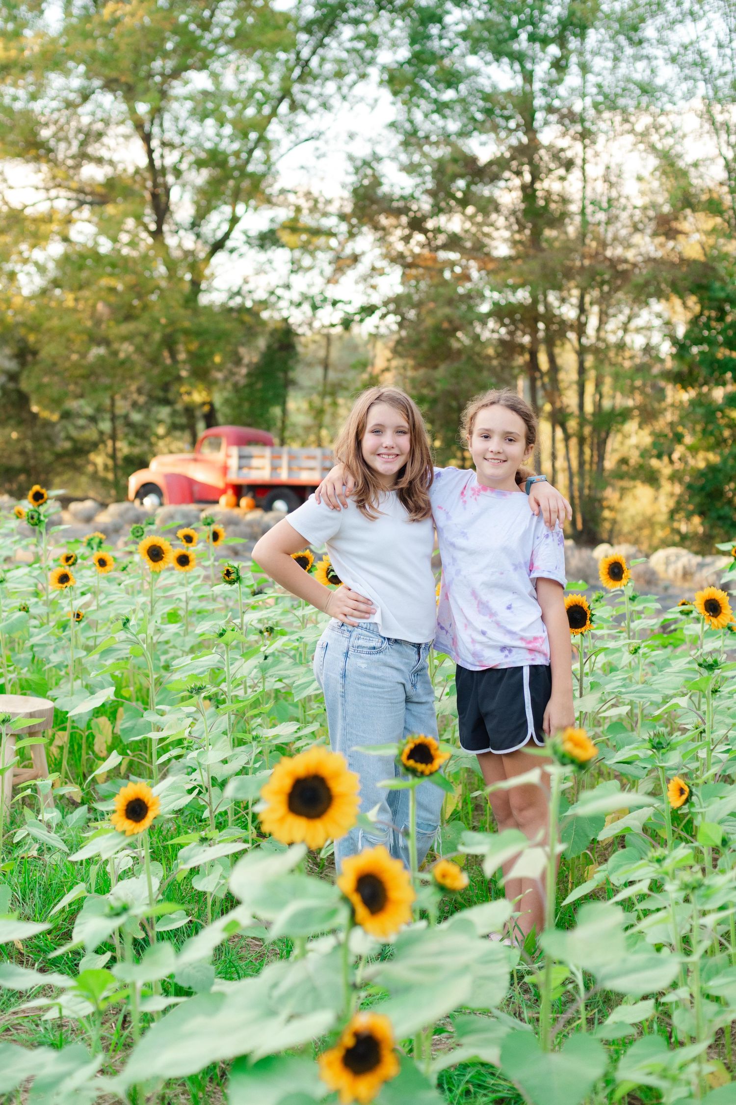 A vibrant sunflower field at sunset with bright yellow blooms and green foliage creating a cheerful summer scene.