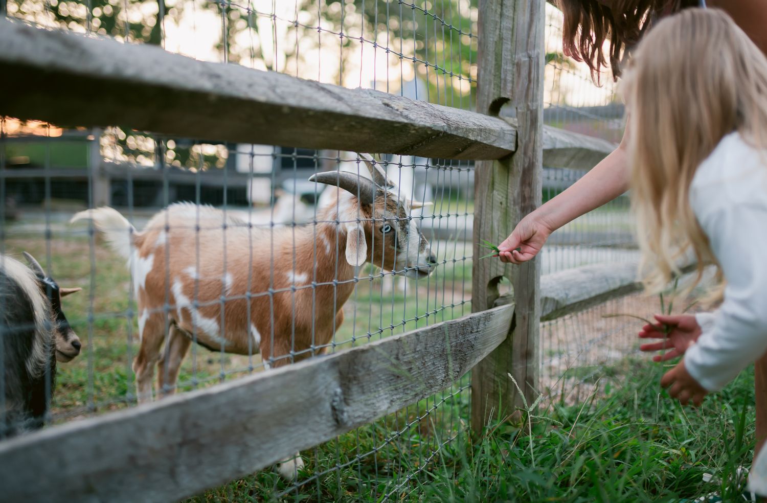 A person pets a brown horse through a wooden fence at a farm during sunset.