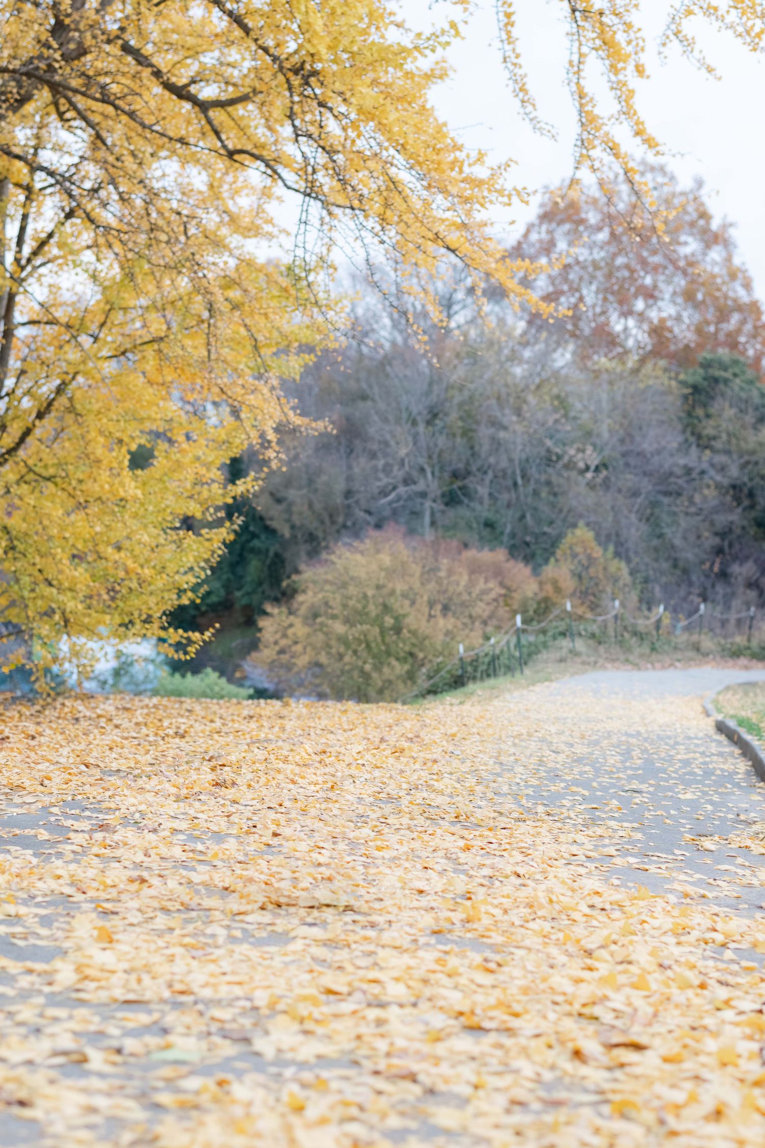 Autumn park path covered in fallen yellow ginkgo leaves with golden trees and bare branches under a pale sky.