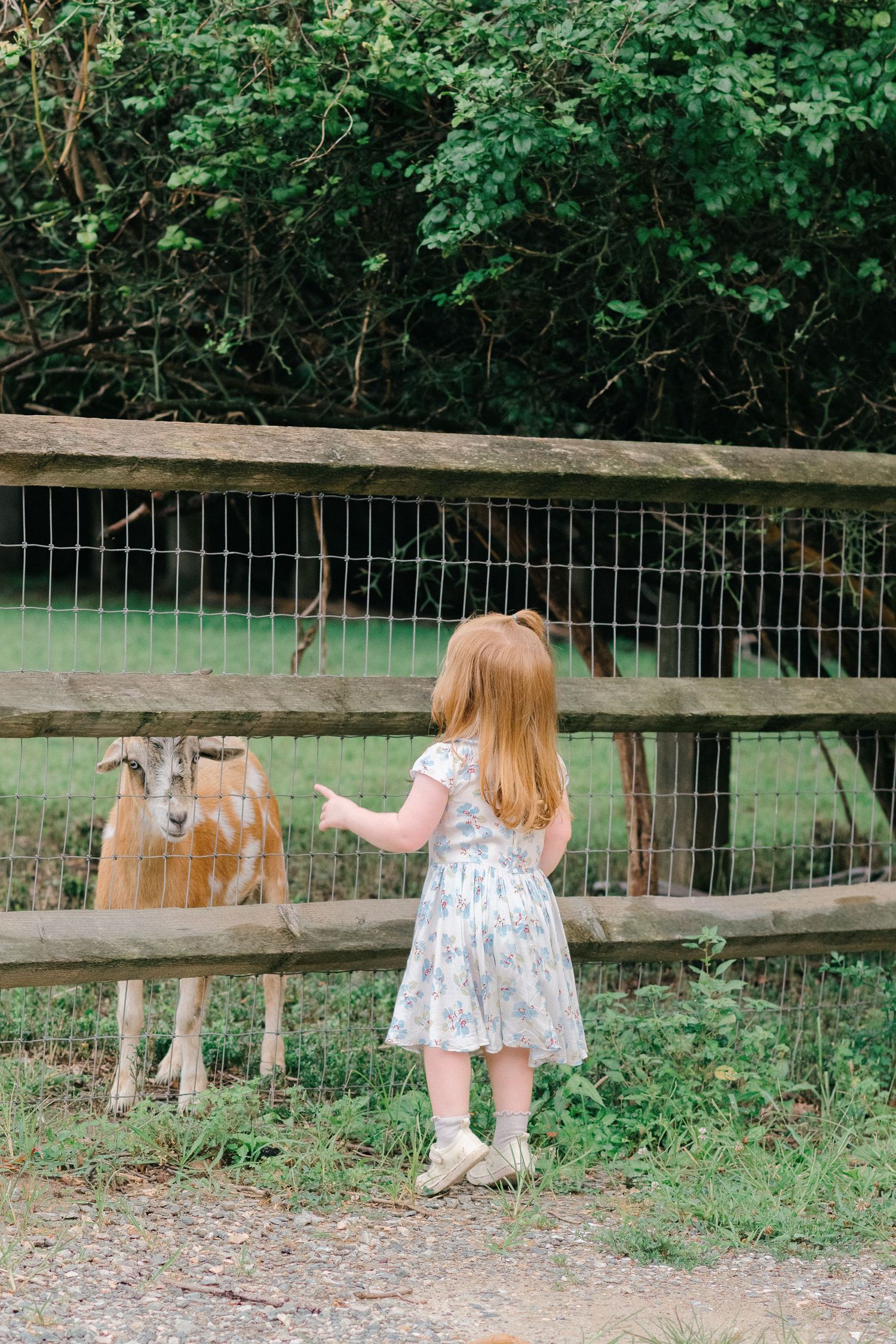 A small child in a floral dress stands by a wooden fence looking at horses or livestock in a pasture.