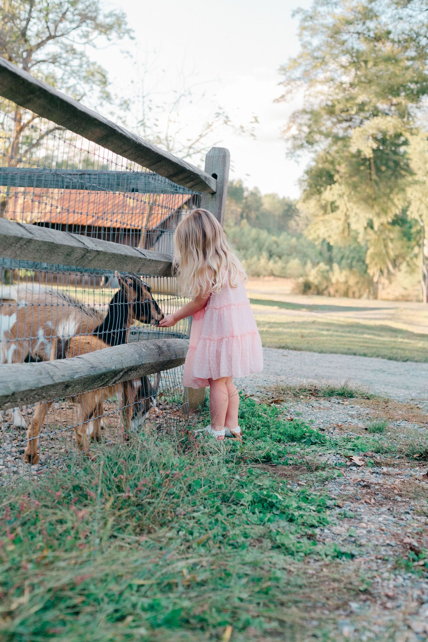 Young child in a pink dress pets a miniature horse through a fence at a farm on a sunny day.