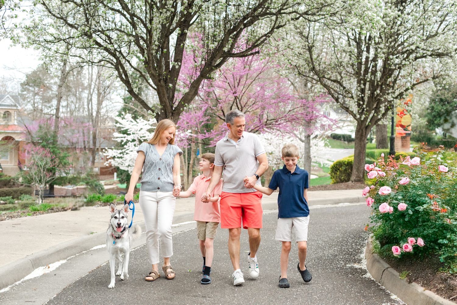 Family walking their dog on a spring day with cherry blossoms blooming.