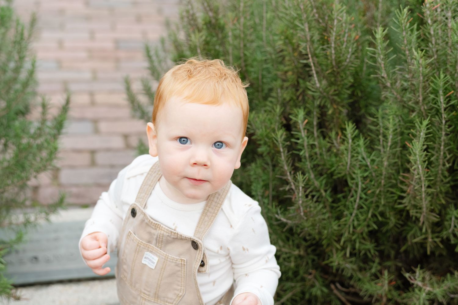 Adorable red-haired baby in tan overalls smiling outdoors near lush green rosemary bushes on a brick path.