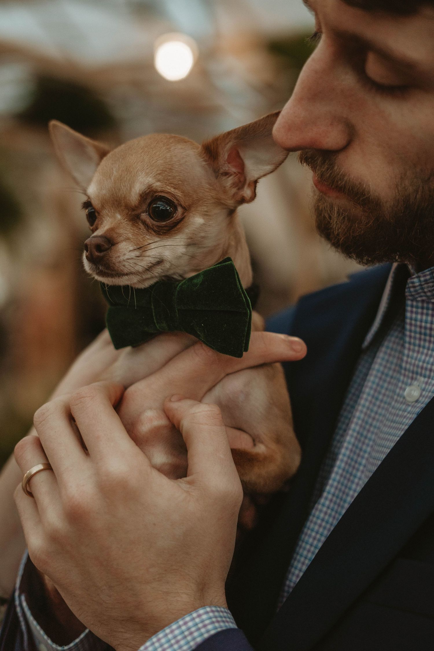 A person in formal wear holds a tiny Chihuahua wearing an adorable black bowtie.