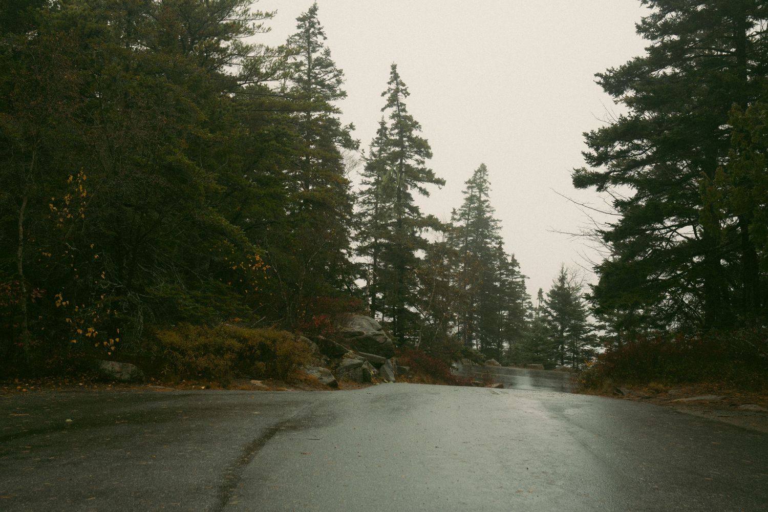 A wet, winding road surrounded by tall evergreen trees on a foggy, overcast day in a dense forest.