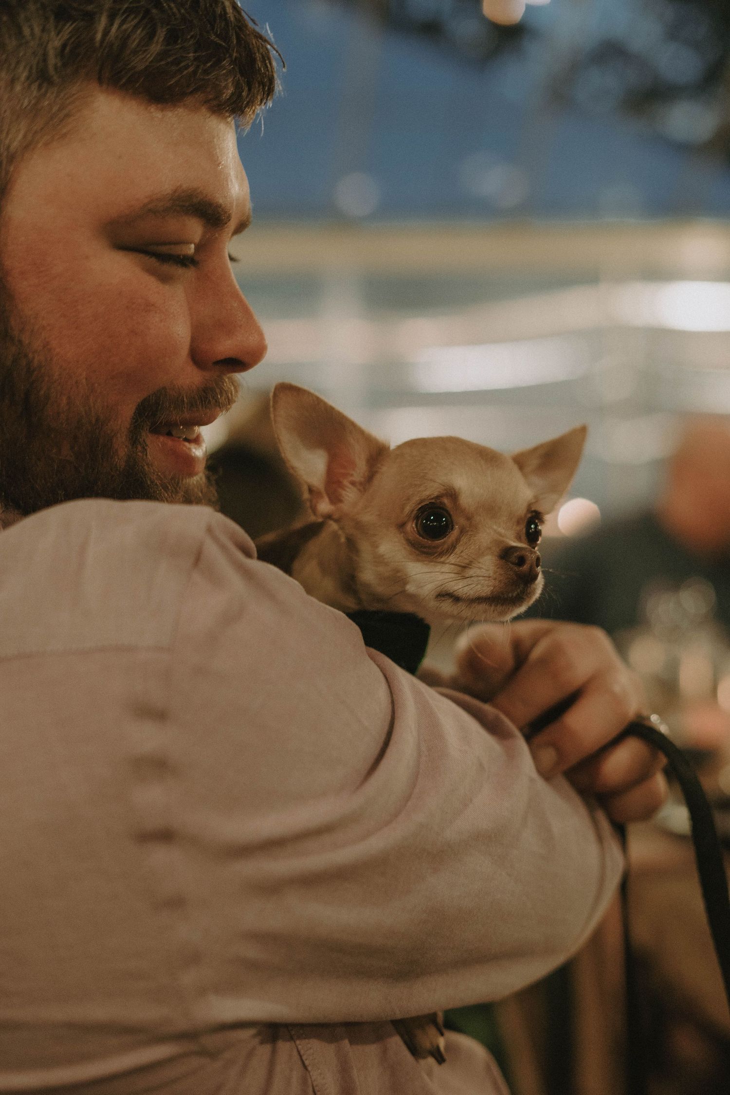 A sweet moment with a tiny Chihuahua puppy being held and admired in soft lighting.