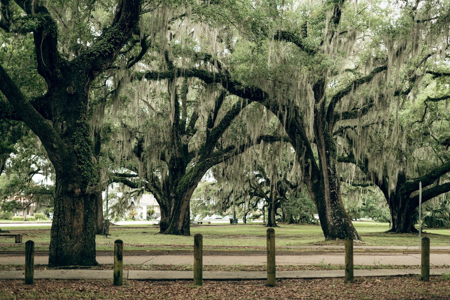 Ancient live oak trees draped in Spanish moss create a natural canopy over a wooden fence lined path in the South.