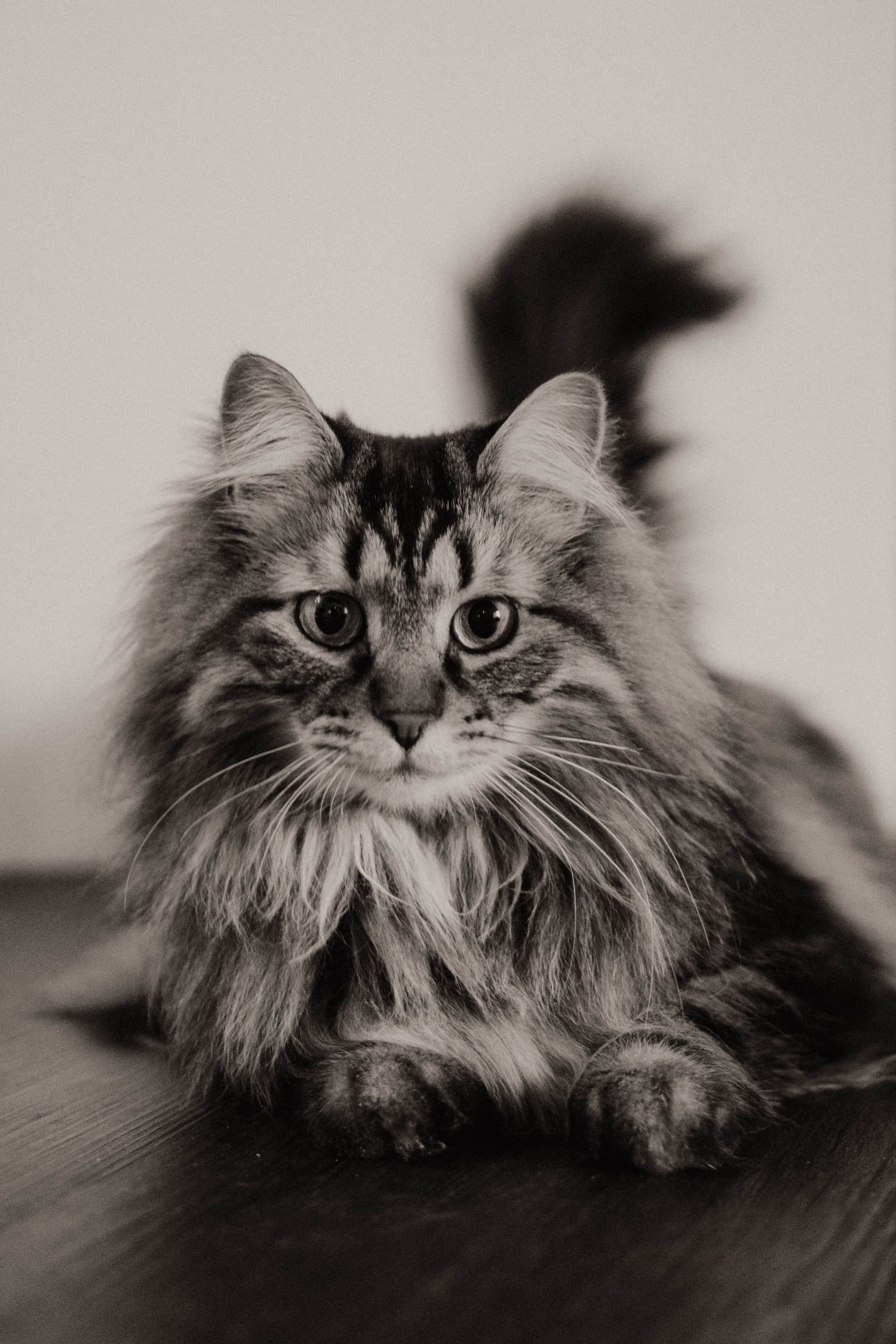 A majestic long-haired tabby cat with intense eyes poses for a portrait in black and white.