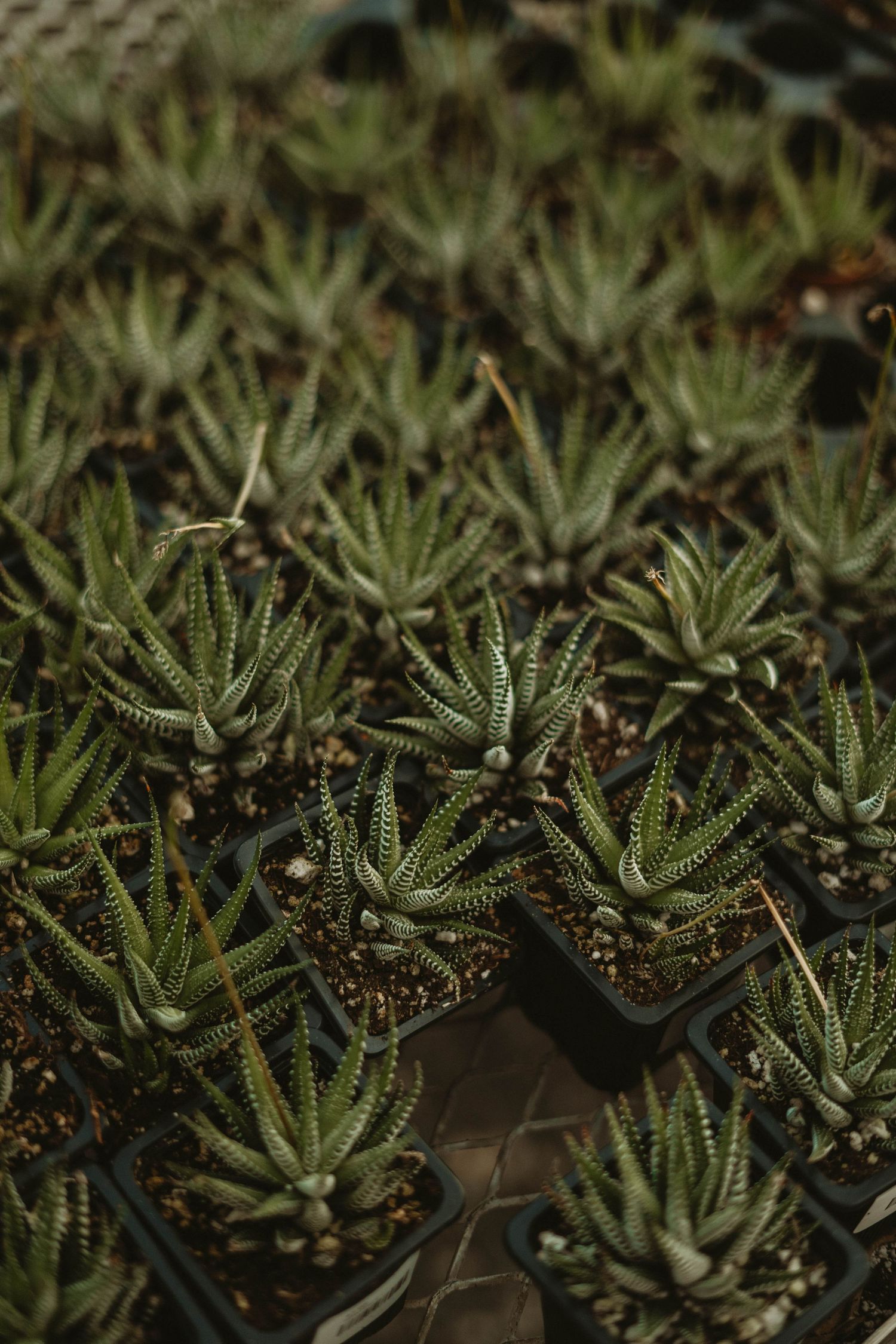 Rows of small potted succulent plants arranged in a greenhouse setting.
