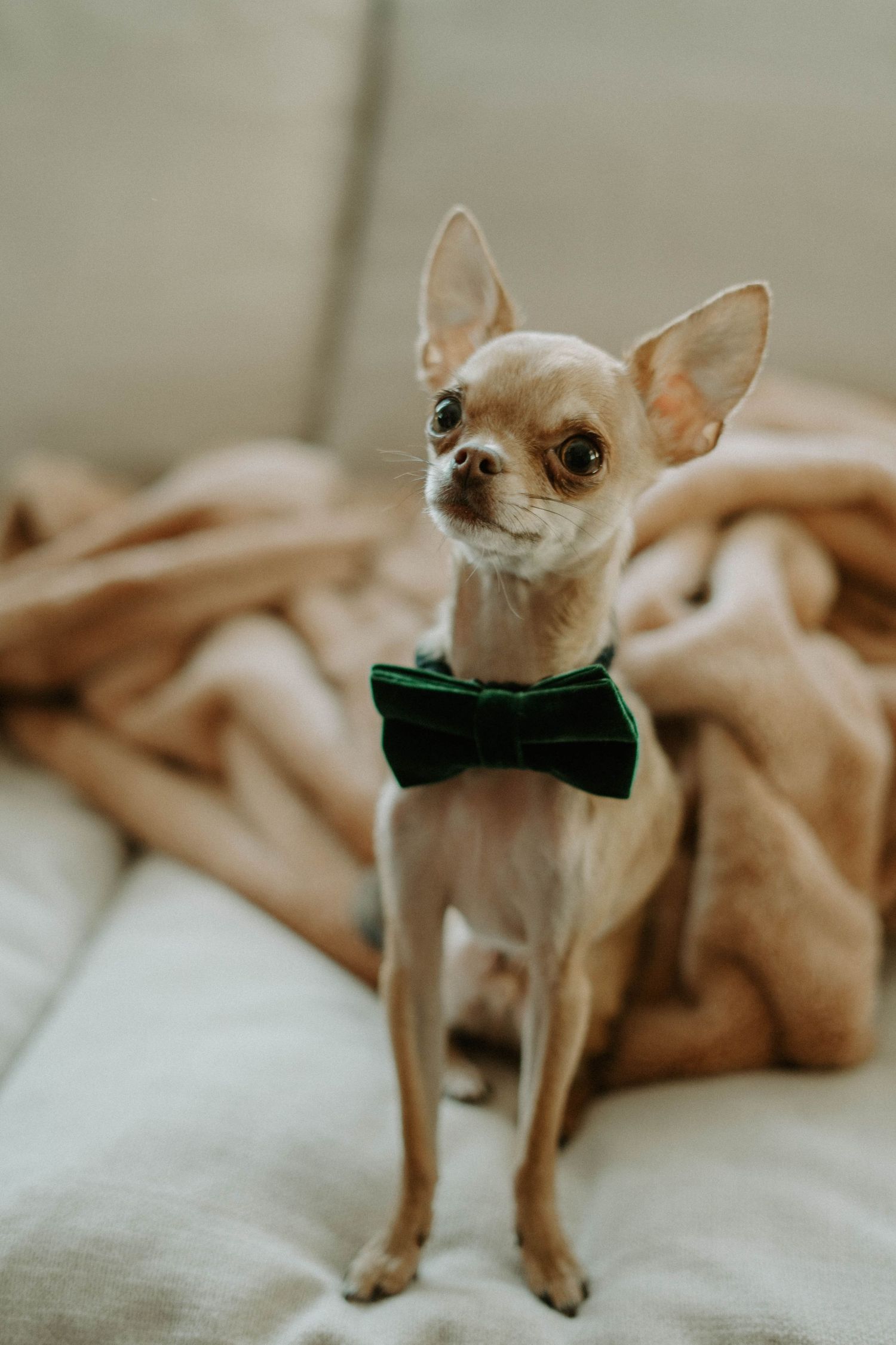 A small chihuahua wearing a black bow tie poses elegantly on a beige blanket.