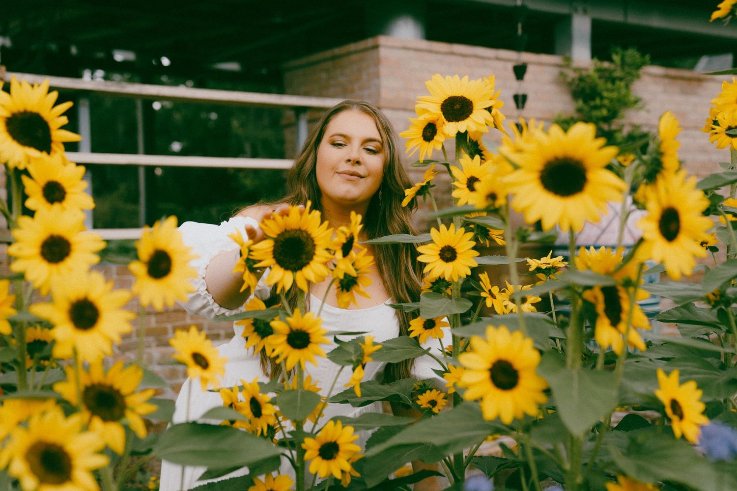 Bright yellow sunflowers bloom in a garden as a person in white reaches out to touch their vibrant petals.