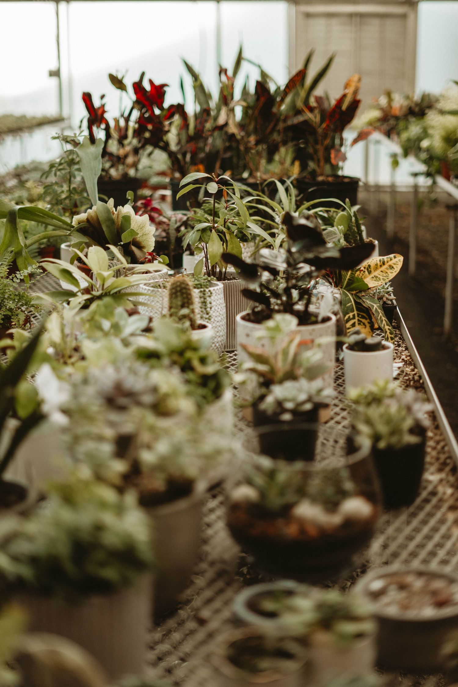 Collection of potted succulents and plants arranged on a table in a greenhouse setting.