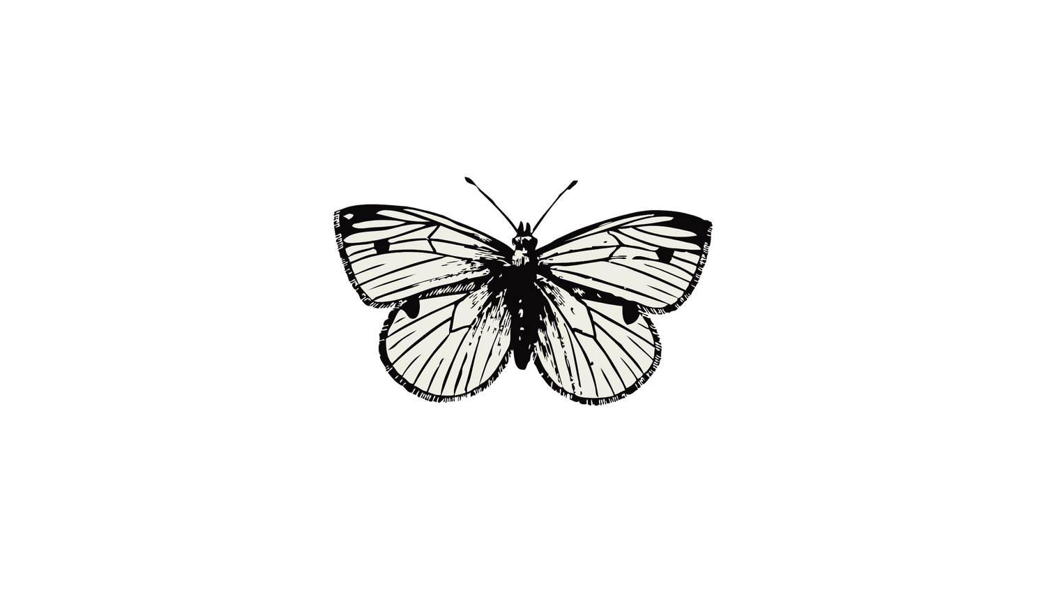 Black and white illustration of a detailed butterfly against a dark background.
