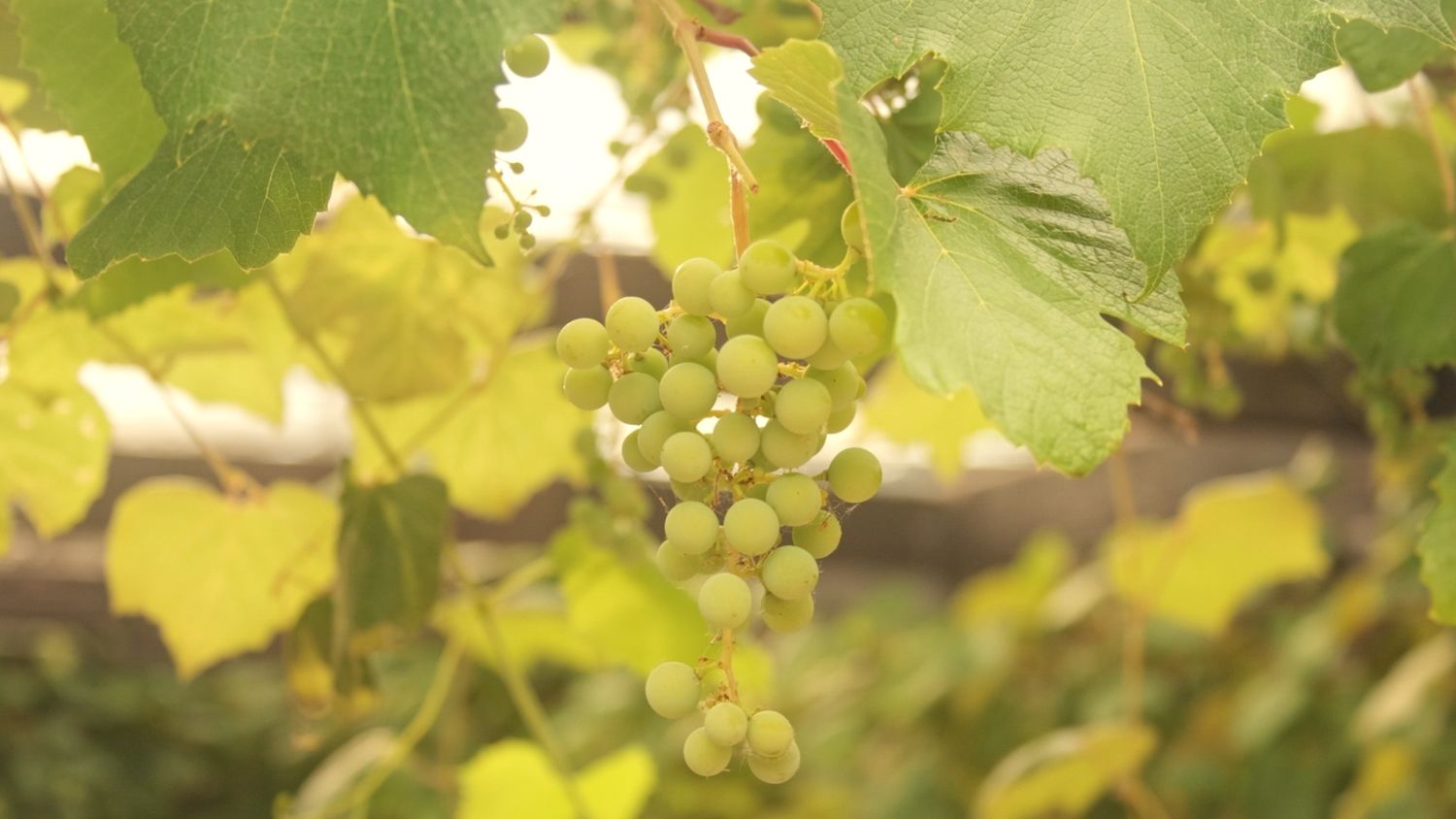 A cluster of ripening green grapes hangs on the vine surrounded by sunlit yellow grape leaves in a vineyard.