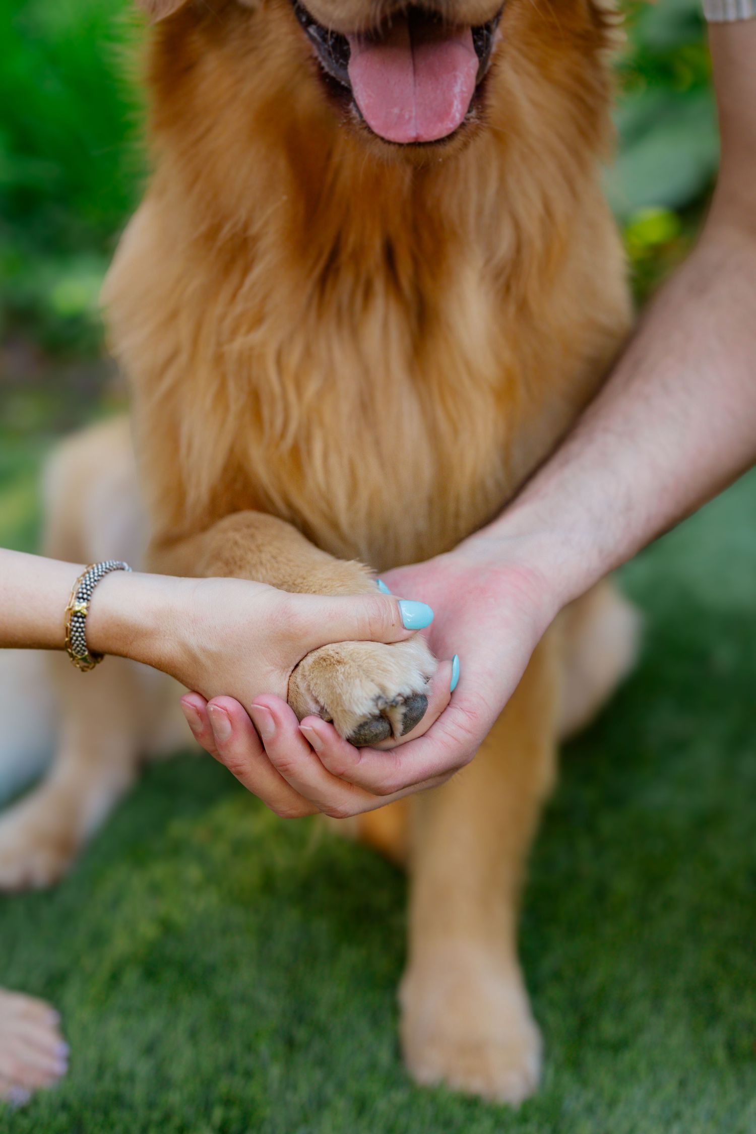 Golden retriever extends paw while someone offers it a round natural stone on grassy lawn outdoors.