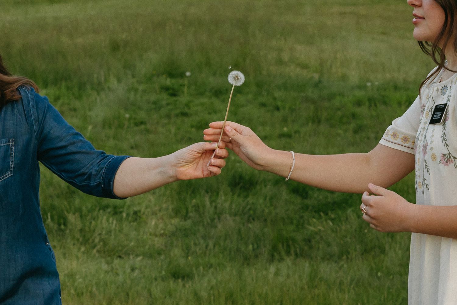 Two hands exchange a delicate dandelion flower in a grassy field on a sunny day.