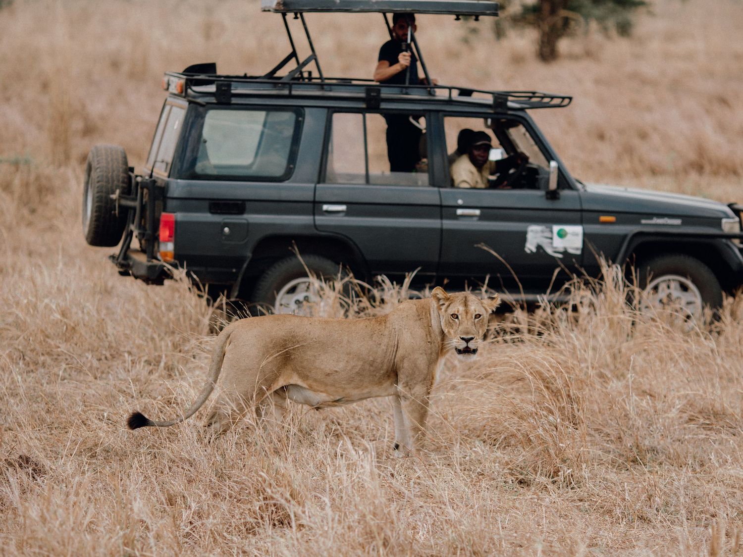Safari vehicle observing a lioness walking through tall grass in the African wilderness.